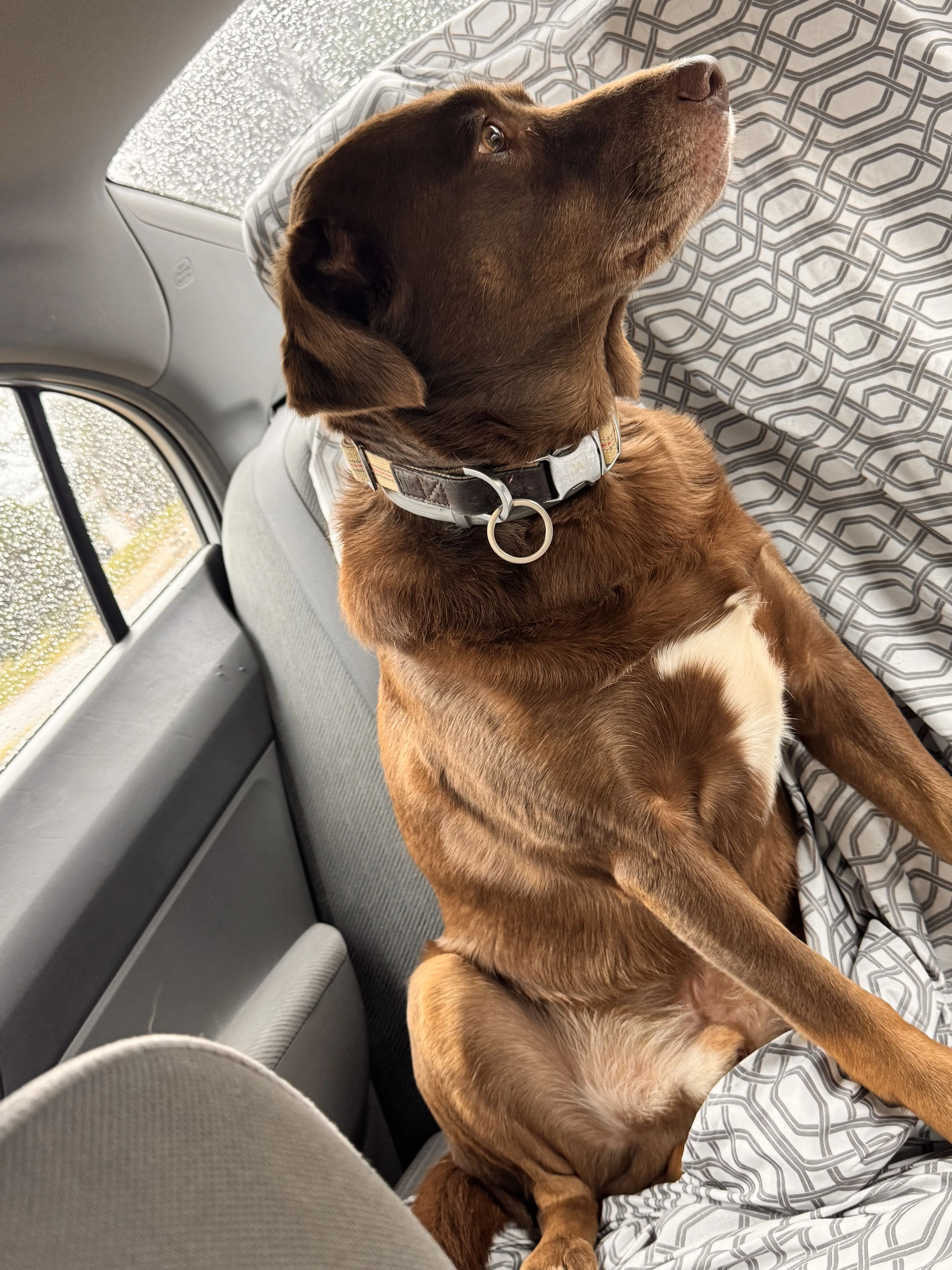 Lost pet