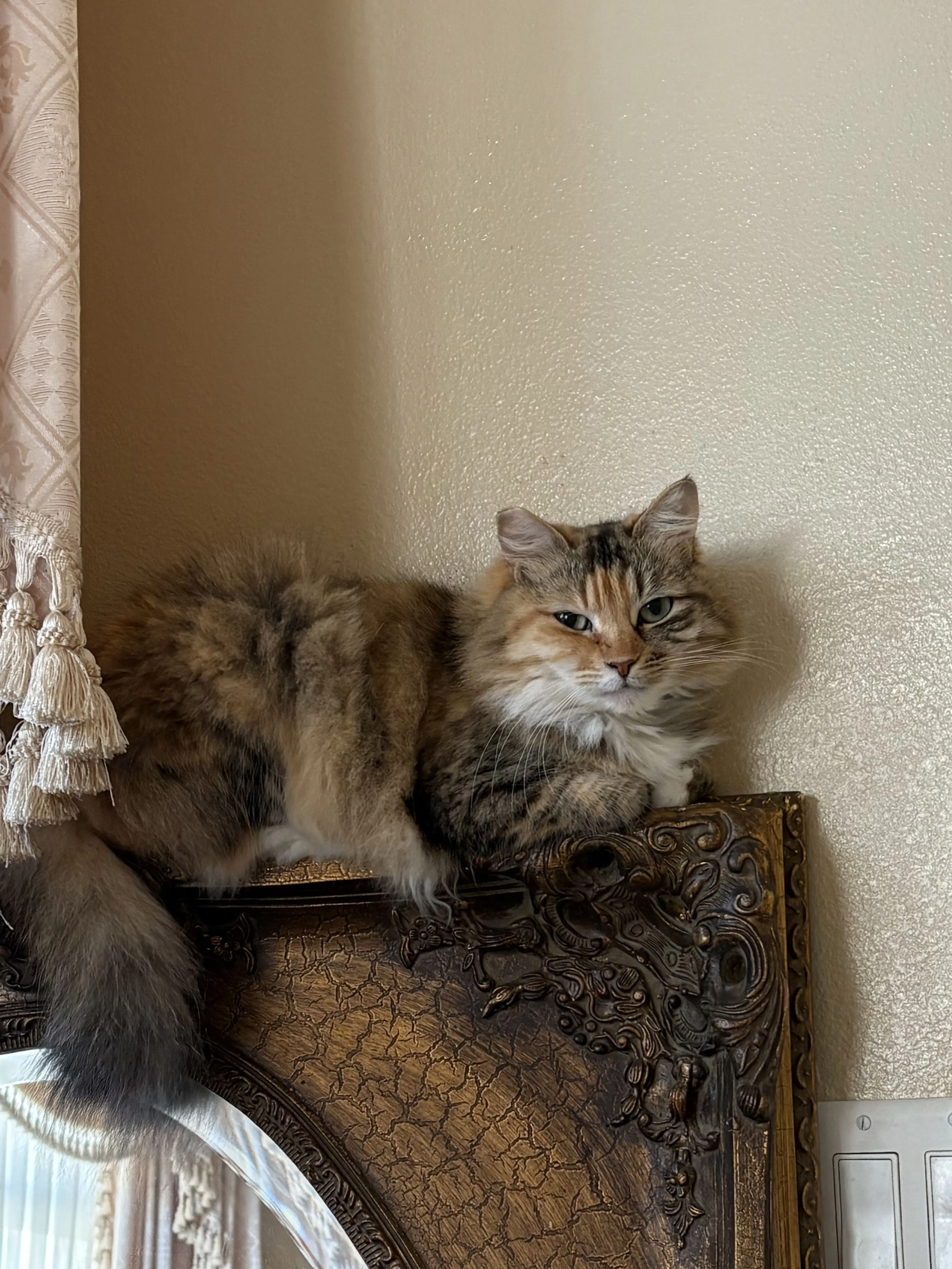 Lost pet