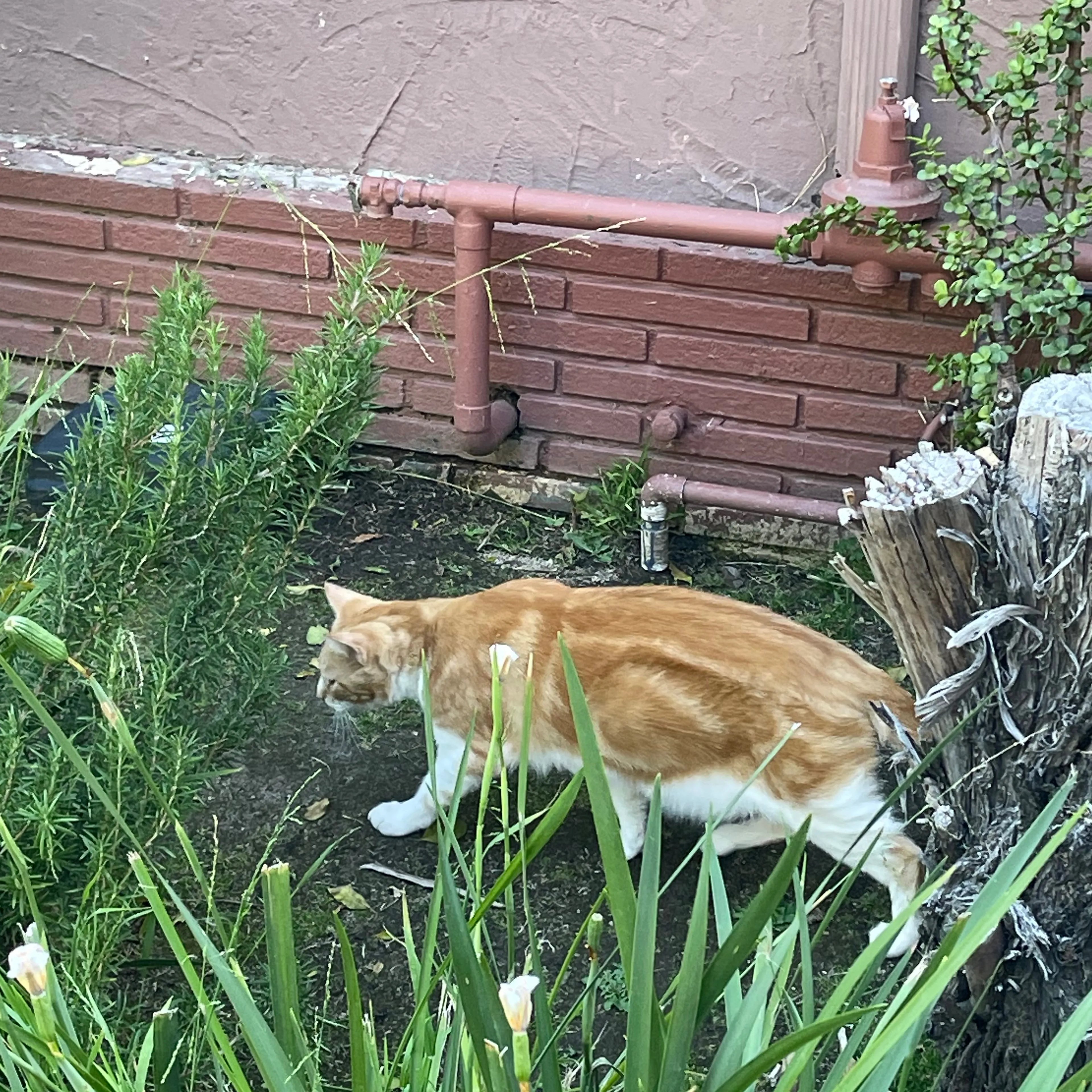 Found pet-1