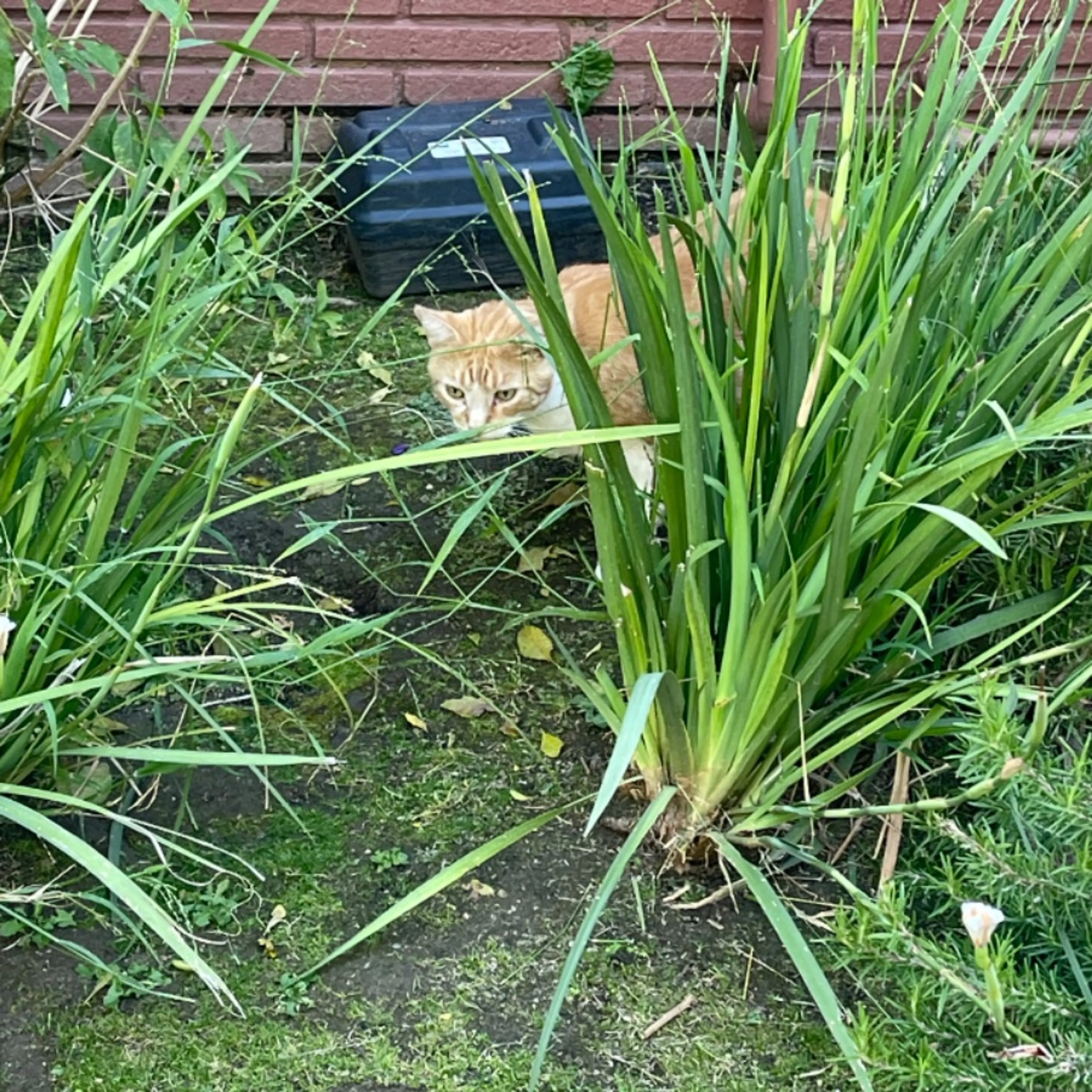 Found pet-0