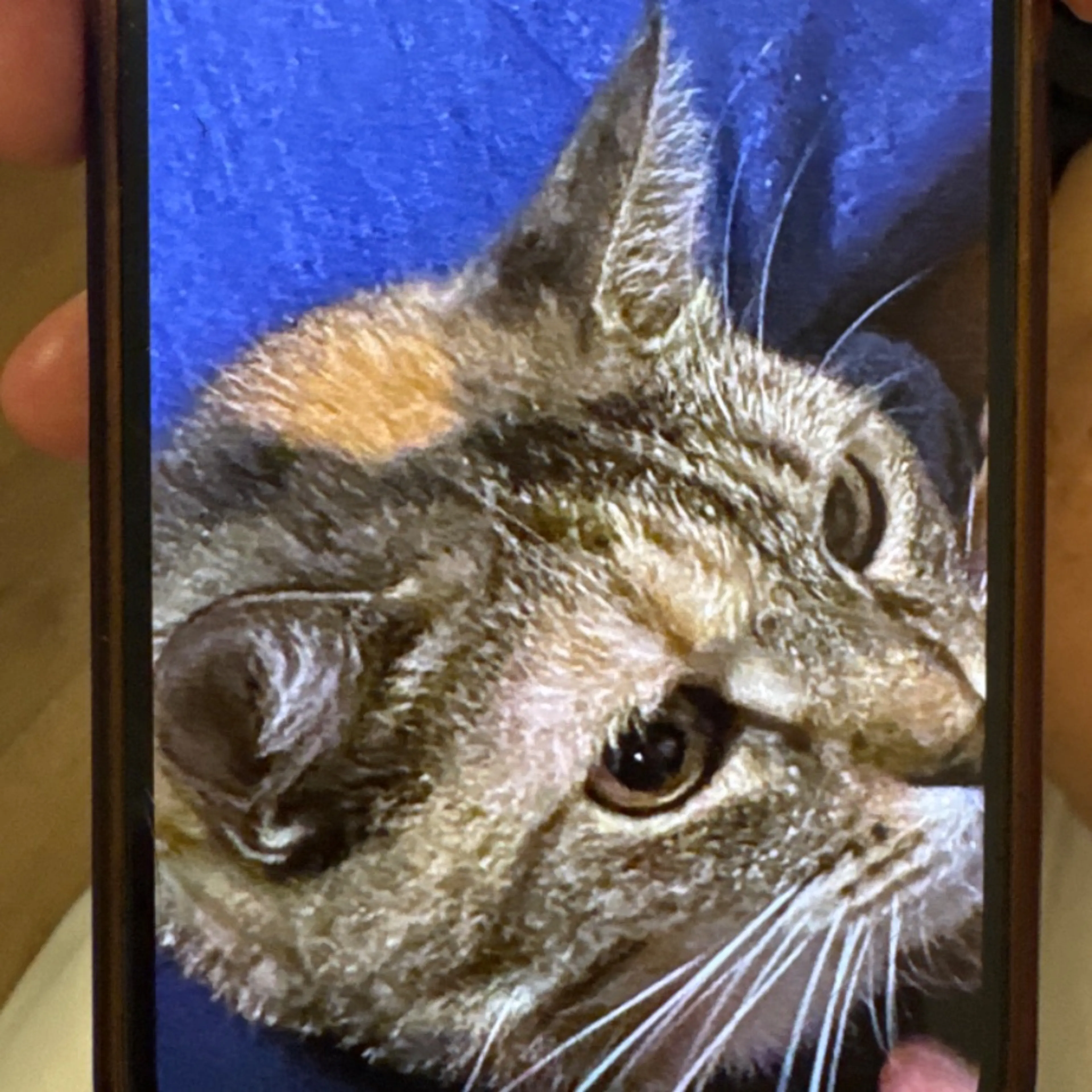 Lost pet-0