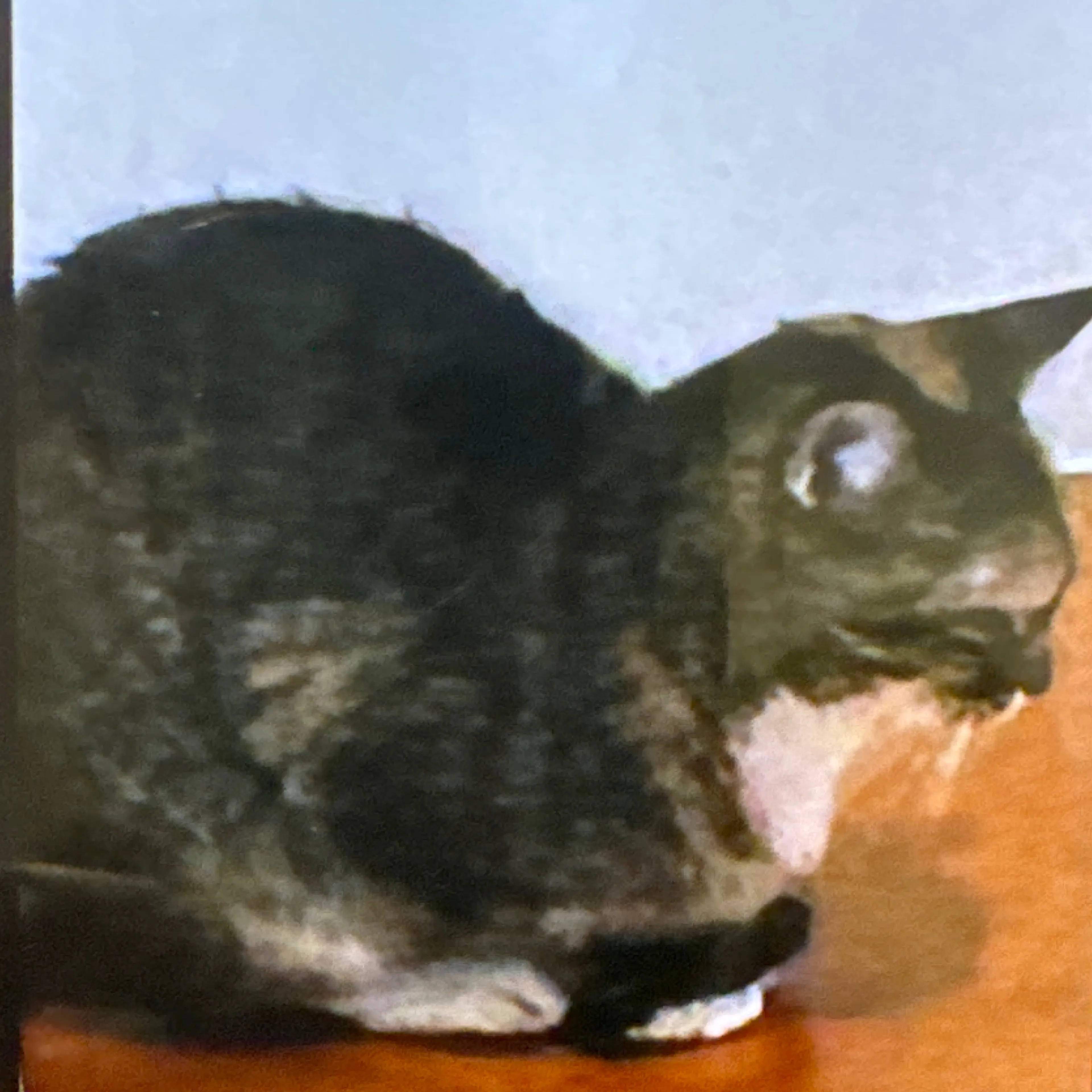 Lost pet-1