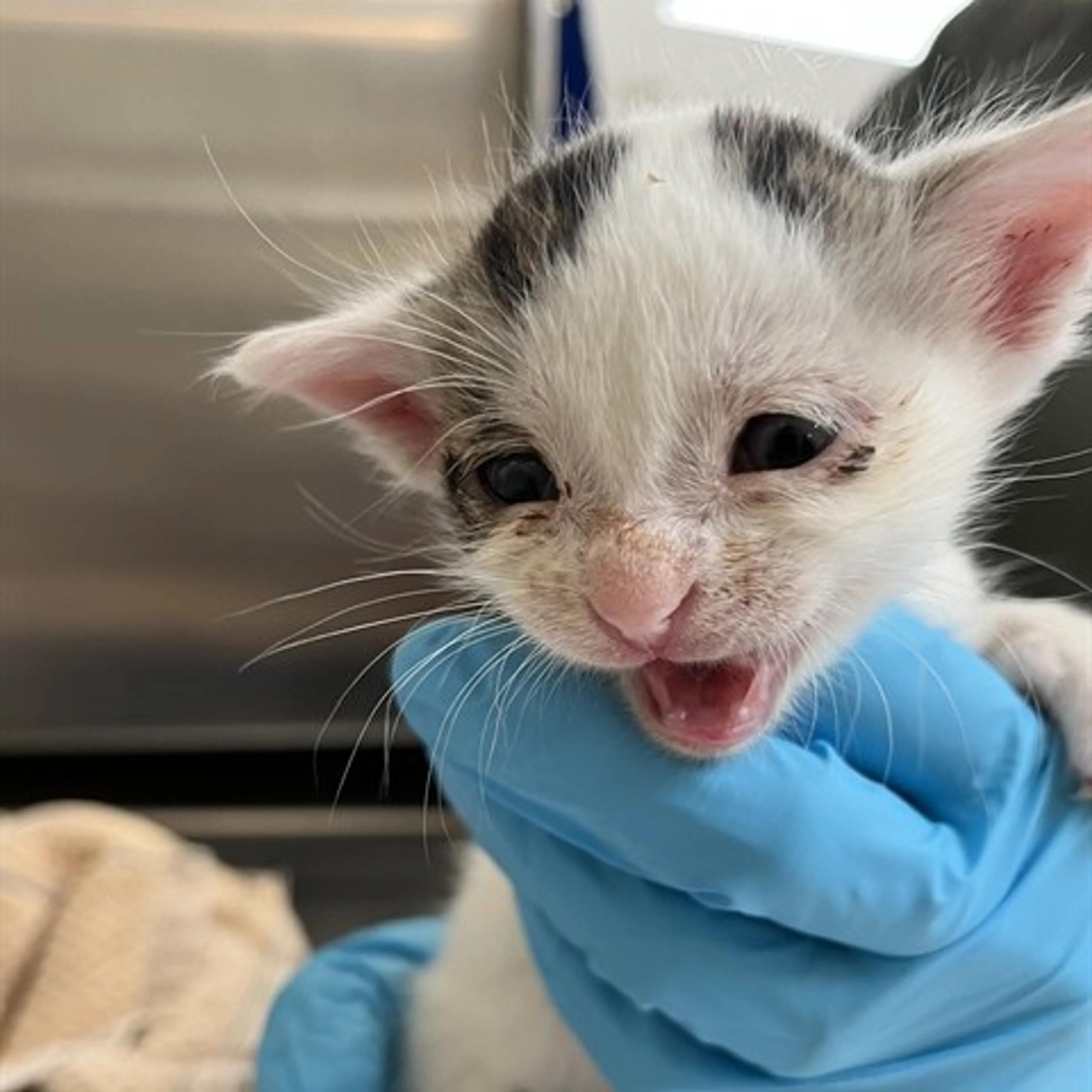 Found pet-1