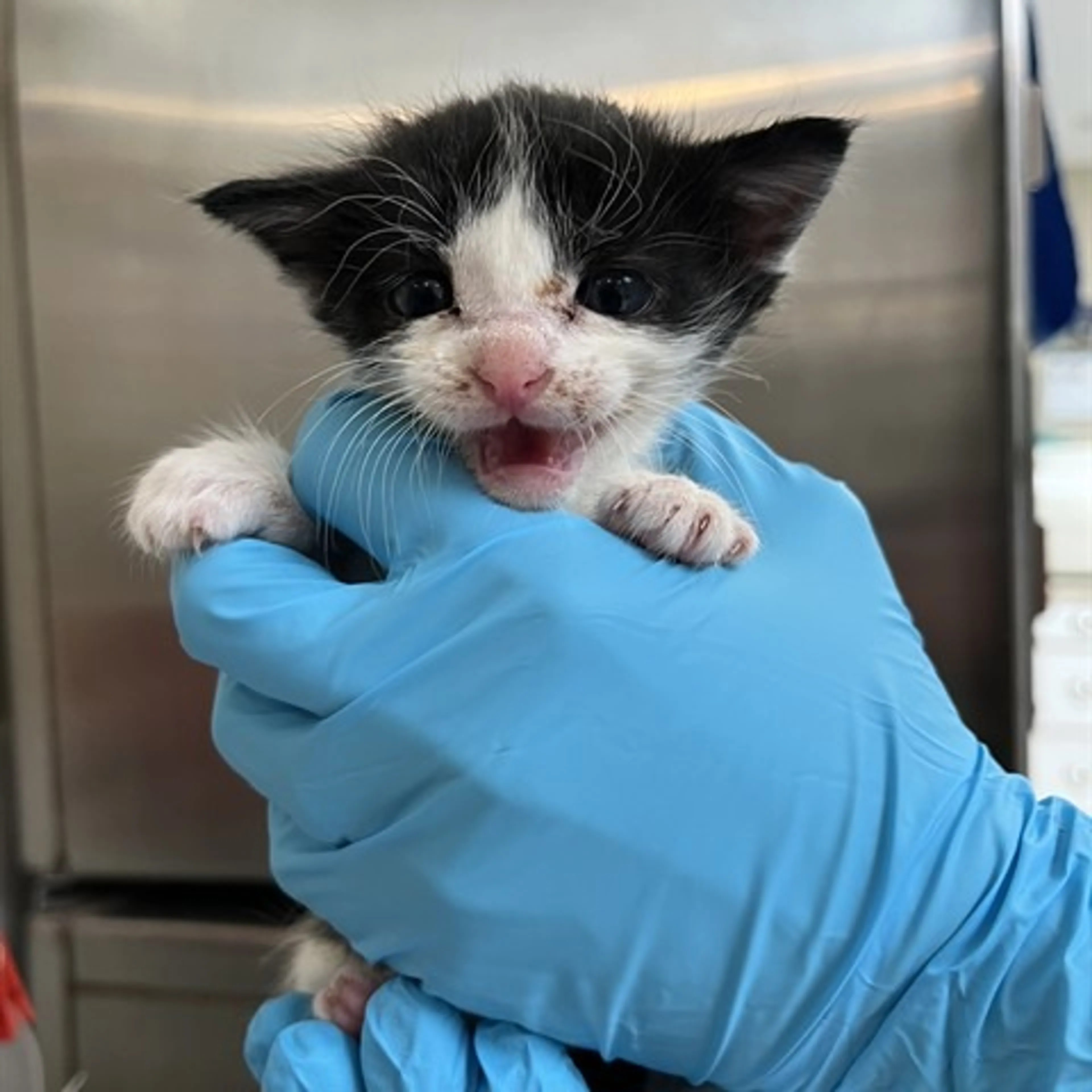 Found pet-1