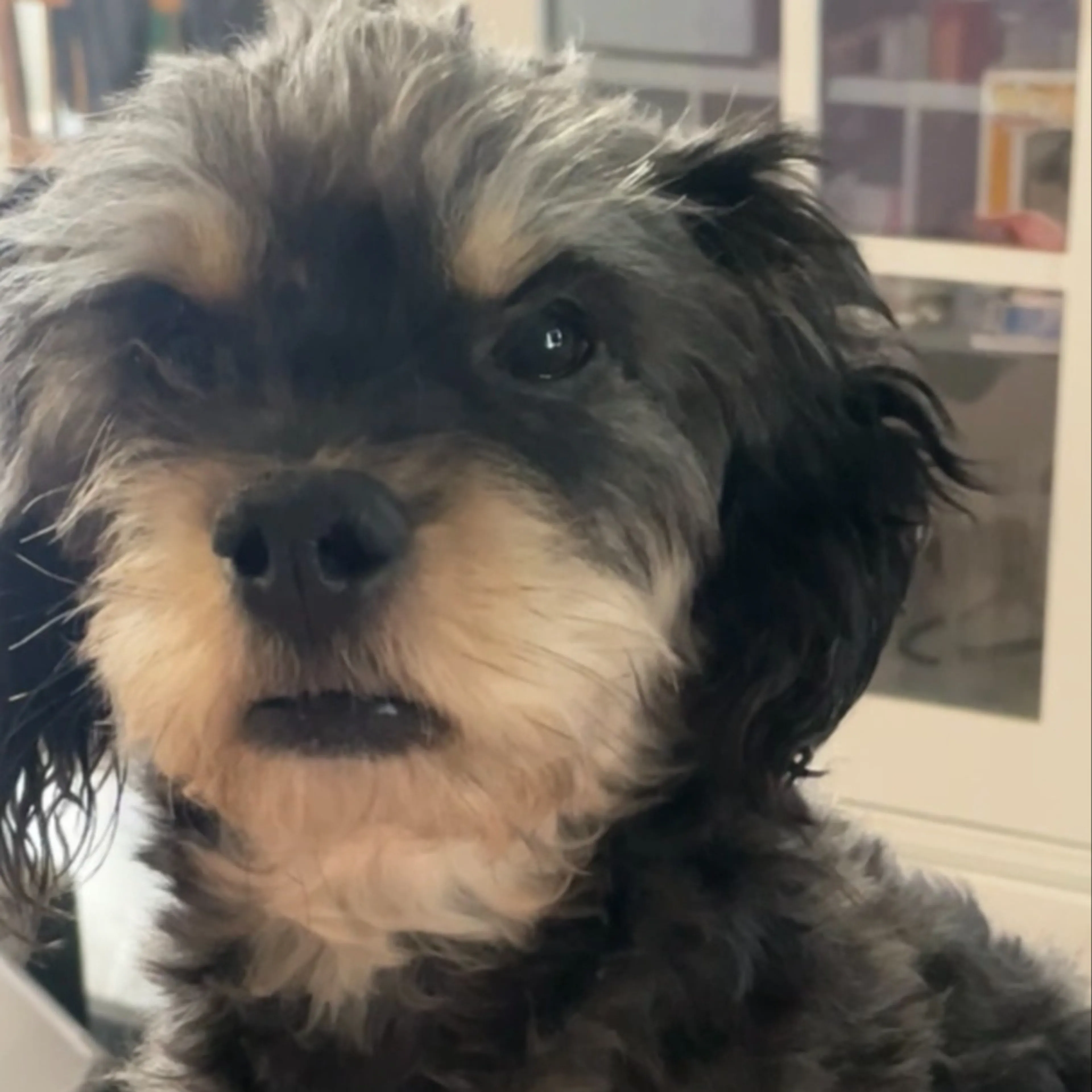 Lost pet-1