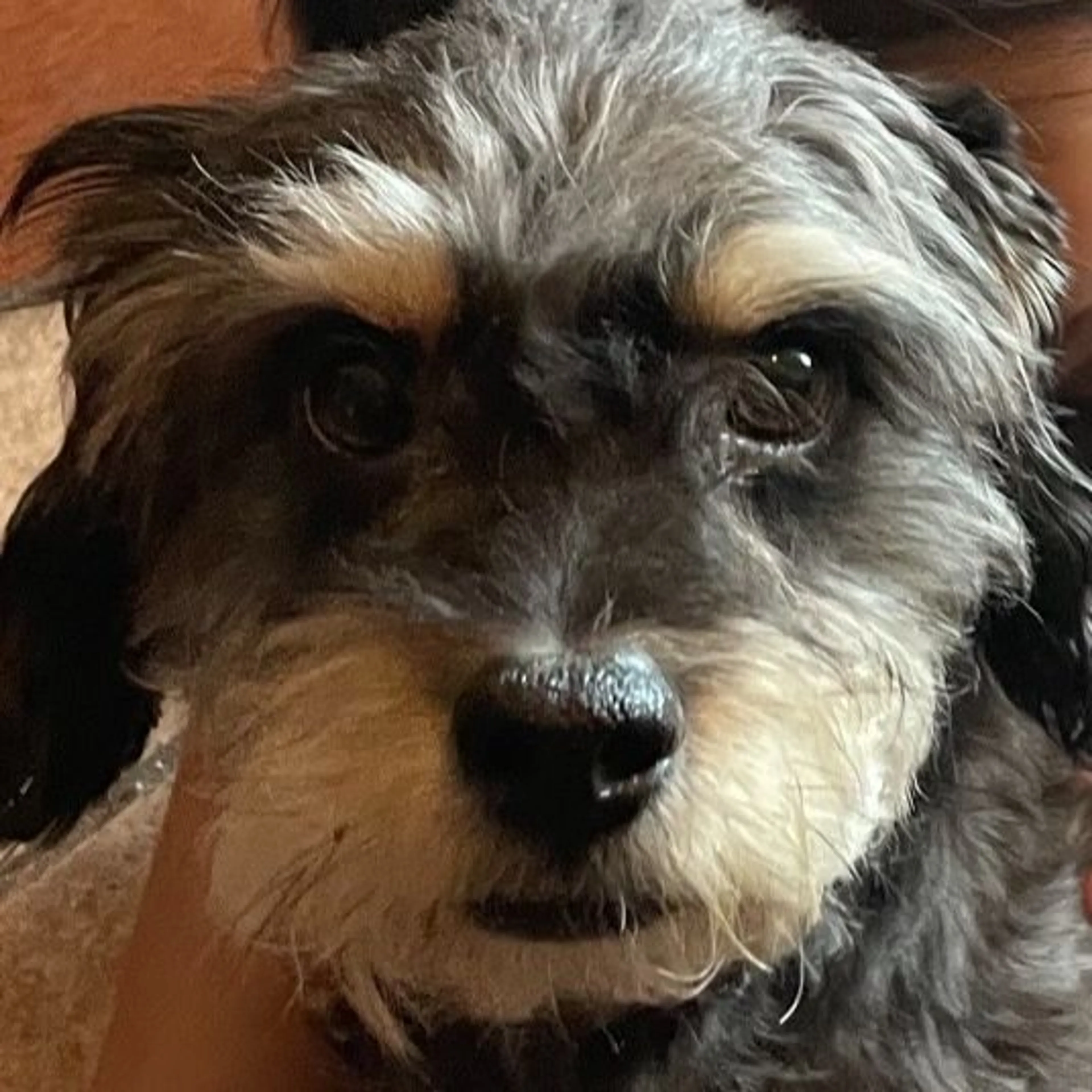 Lost pet-0