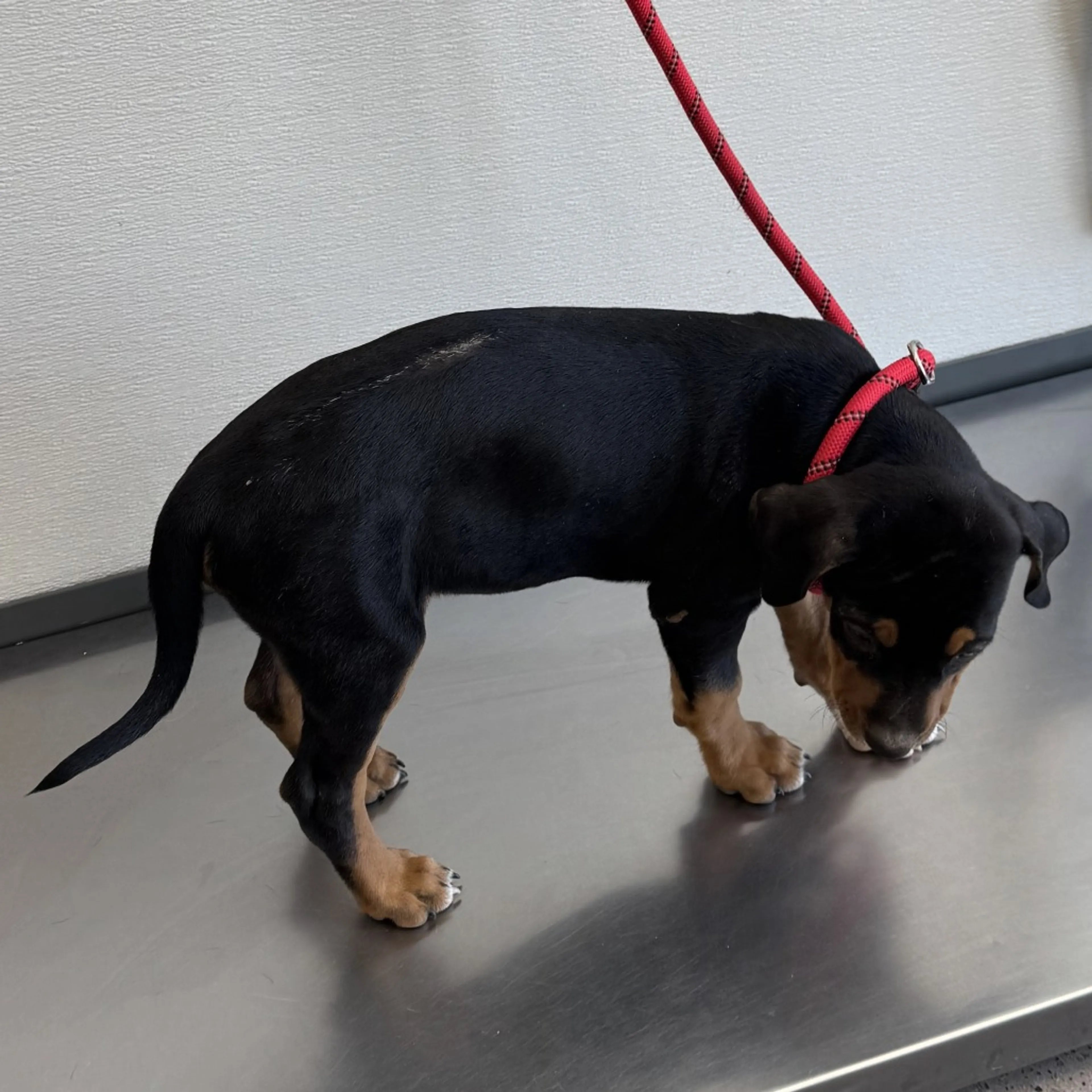 Found pet-3