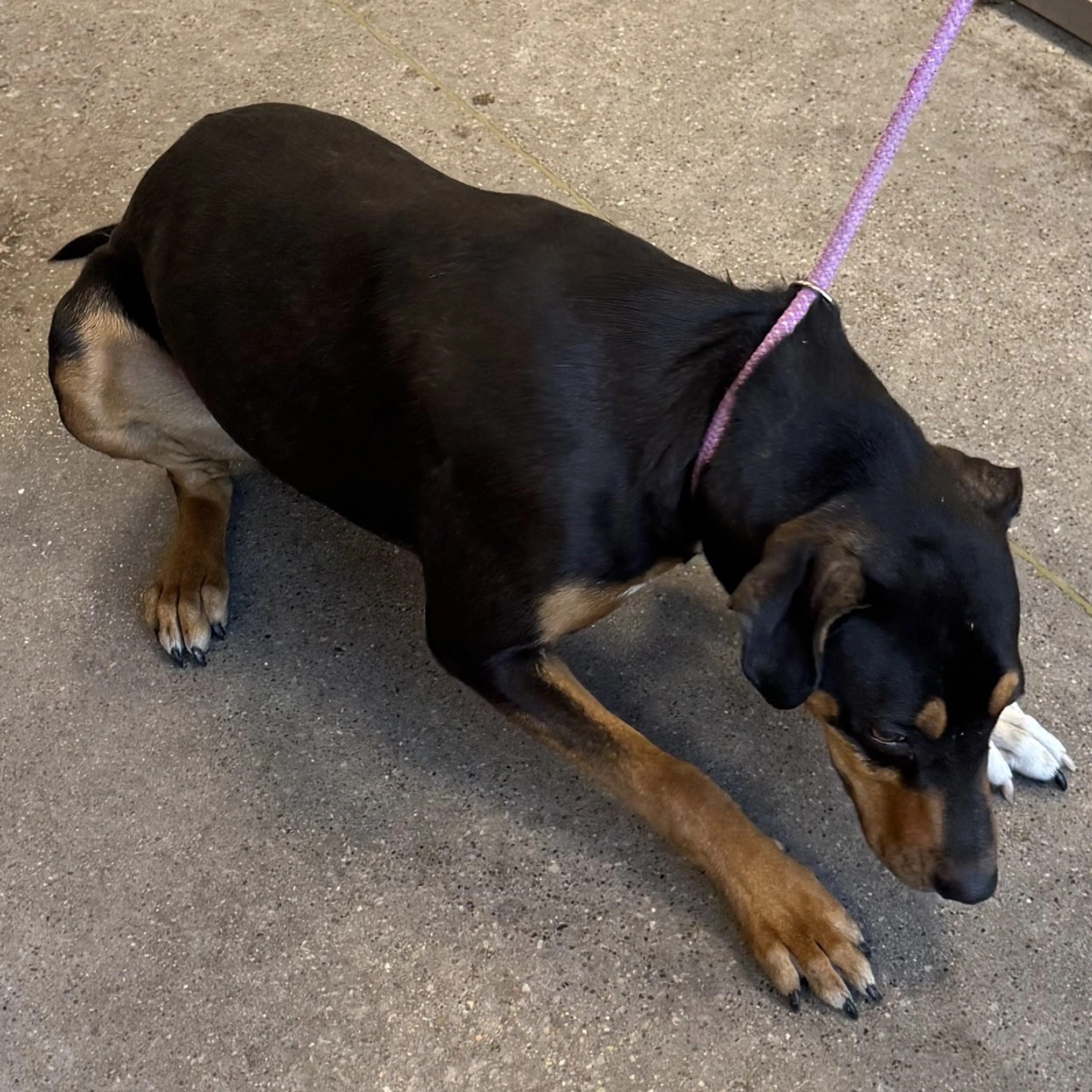 Found pet-4