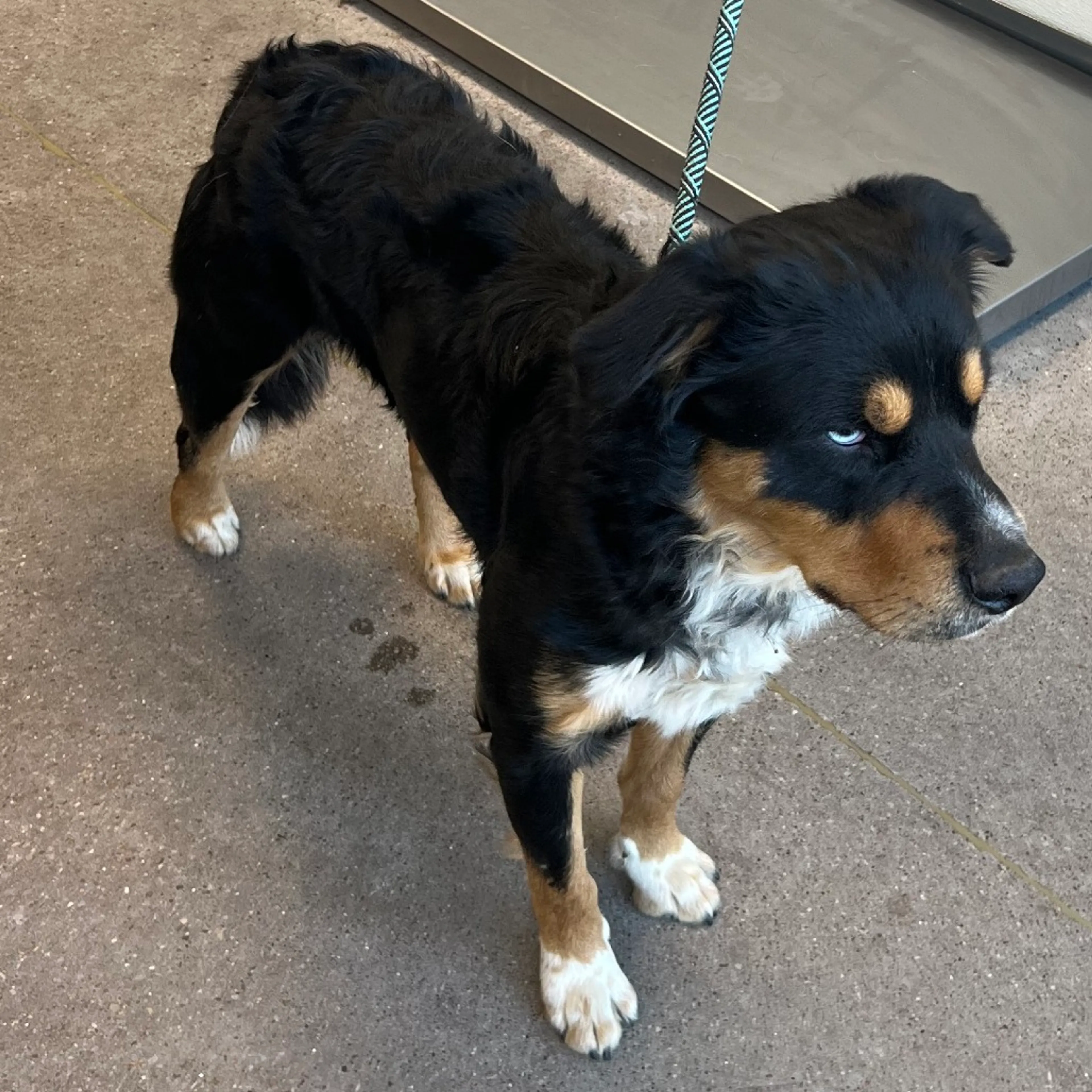 Found pet-1
