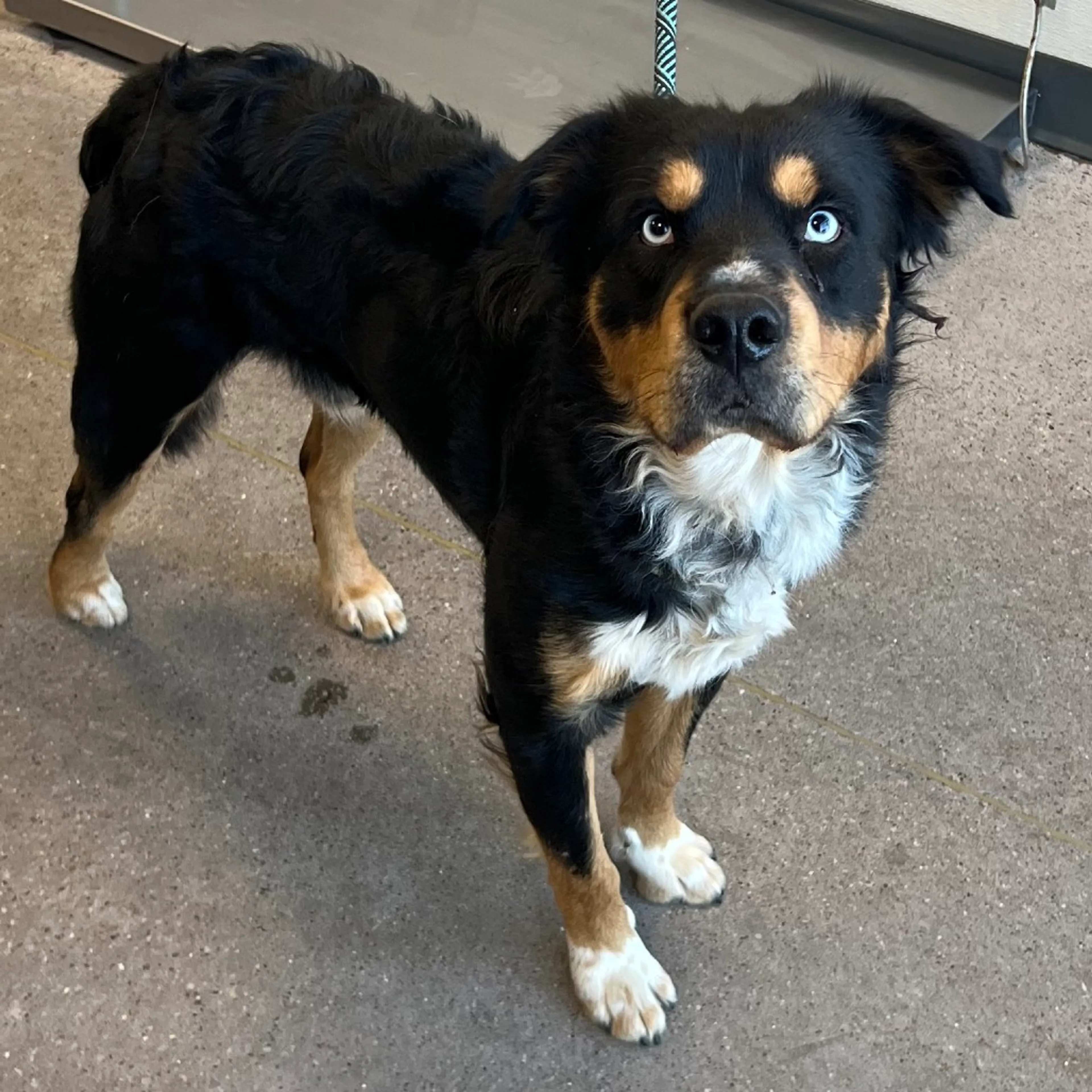 Found pet-2