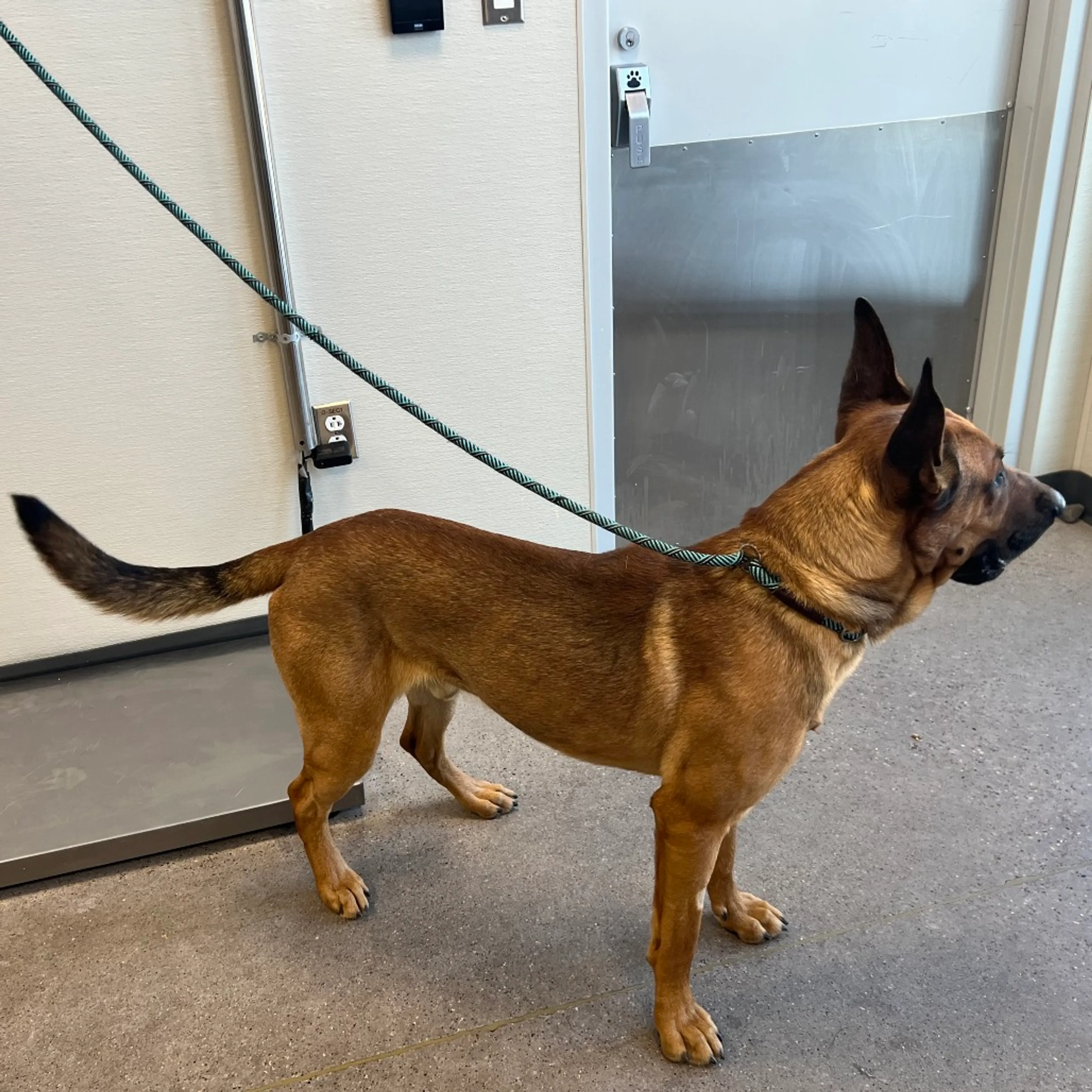 Found pet-1
