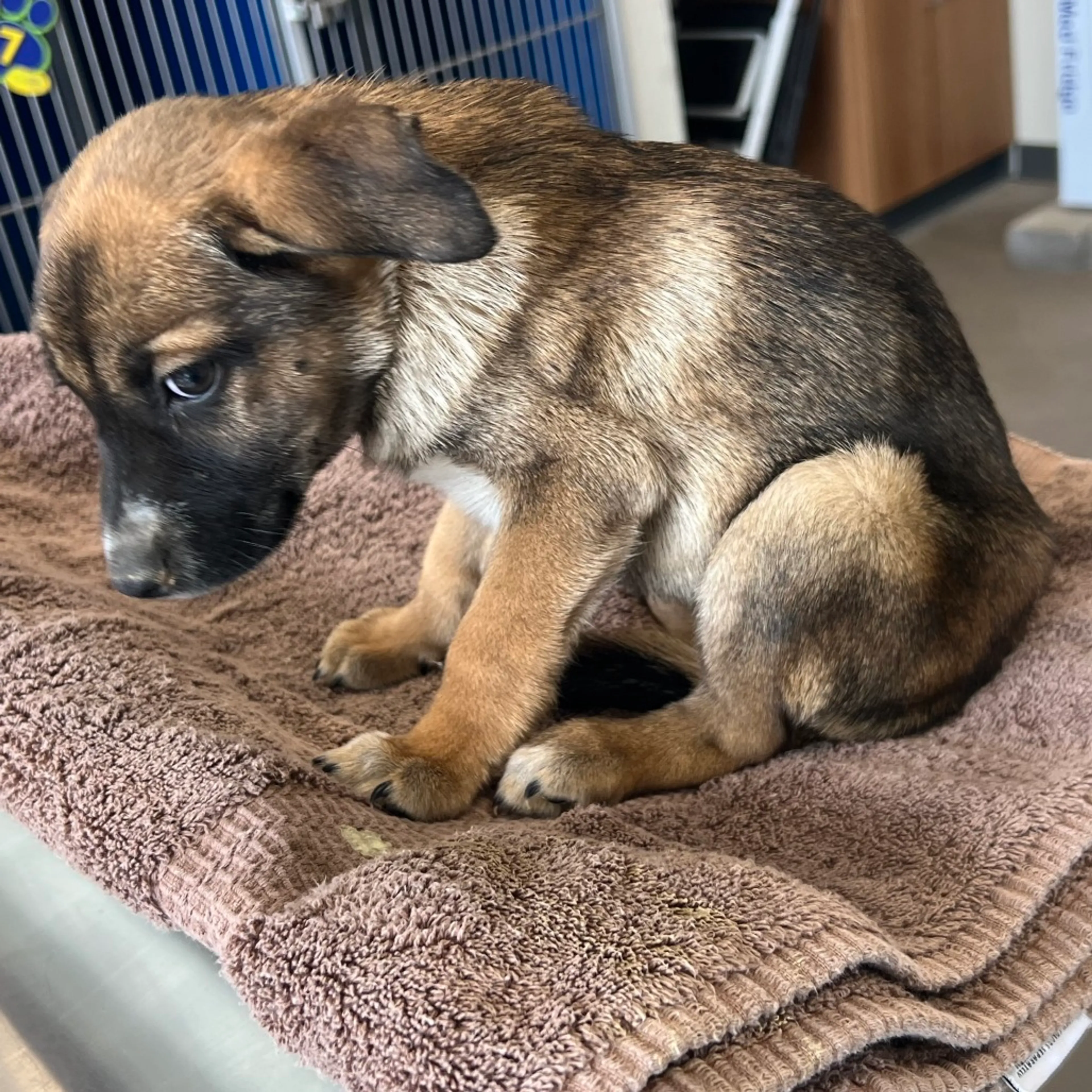 Found pet-2