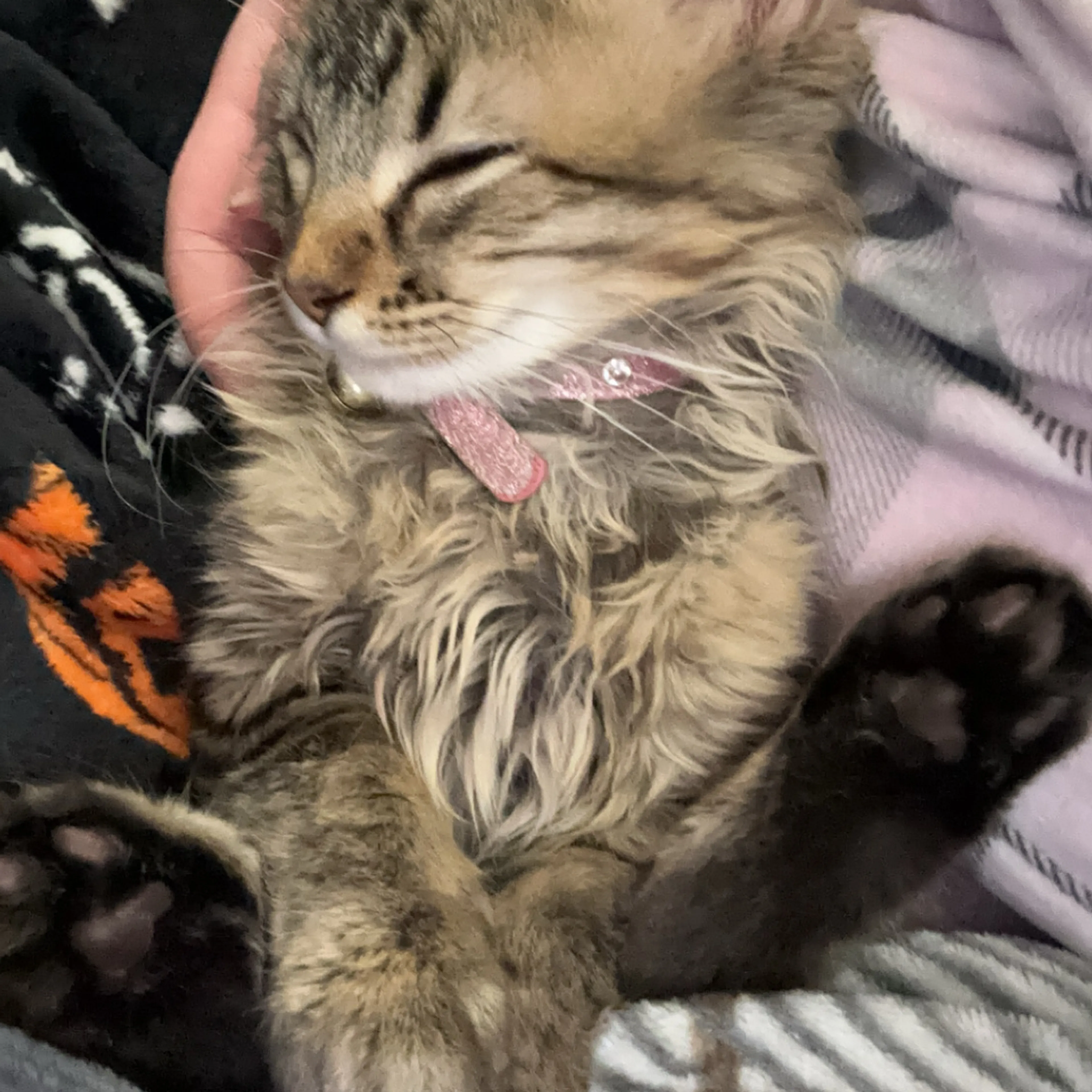 Lost pet-3