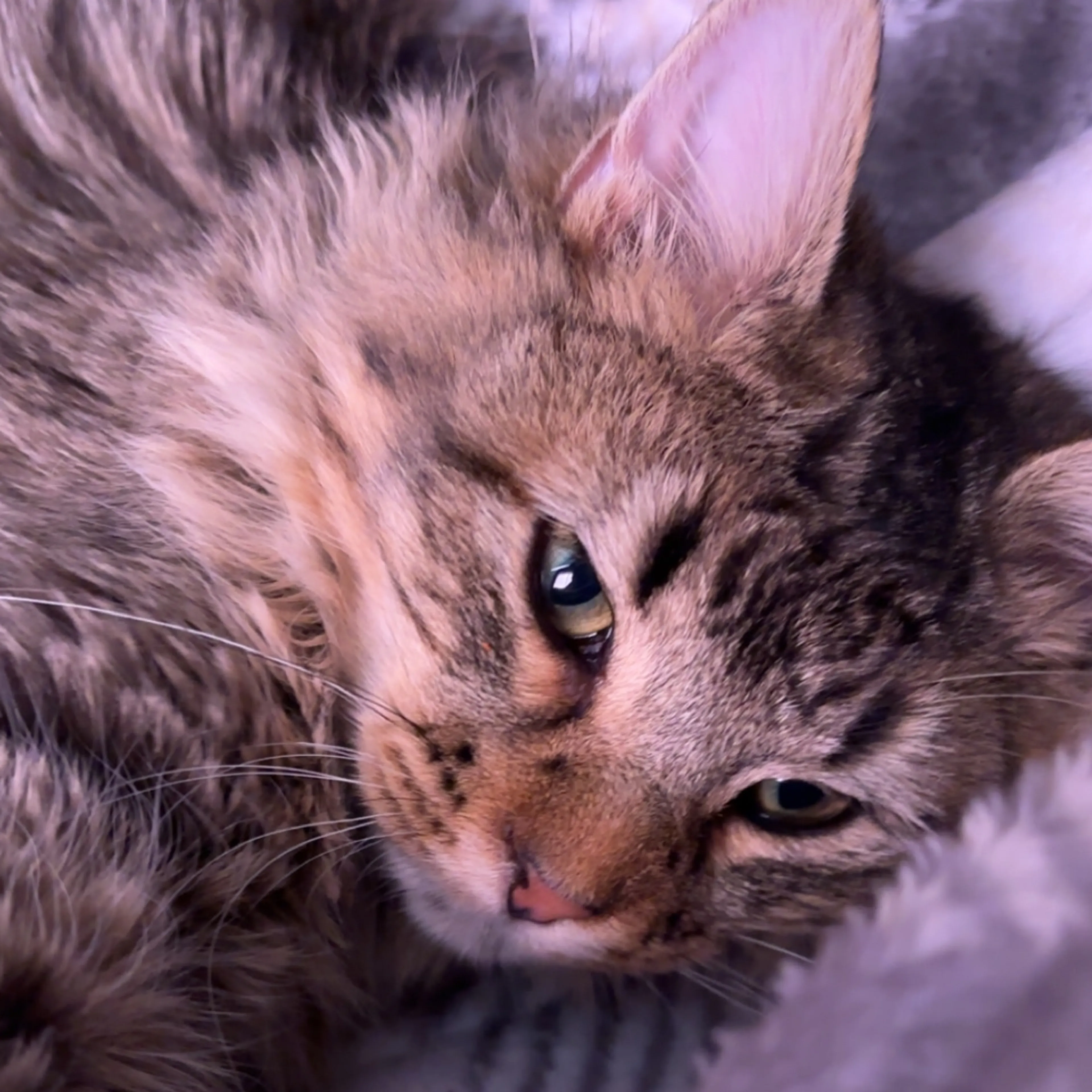 Lost pet-2