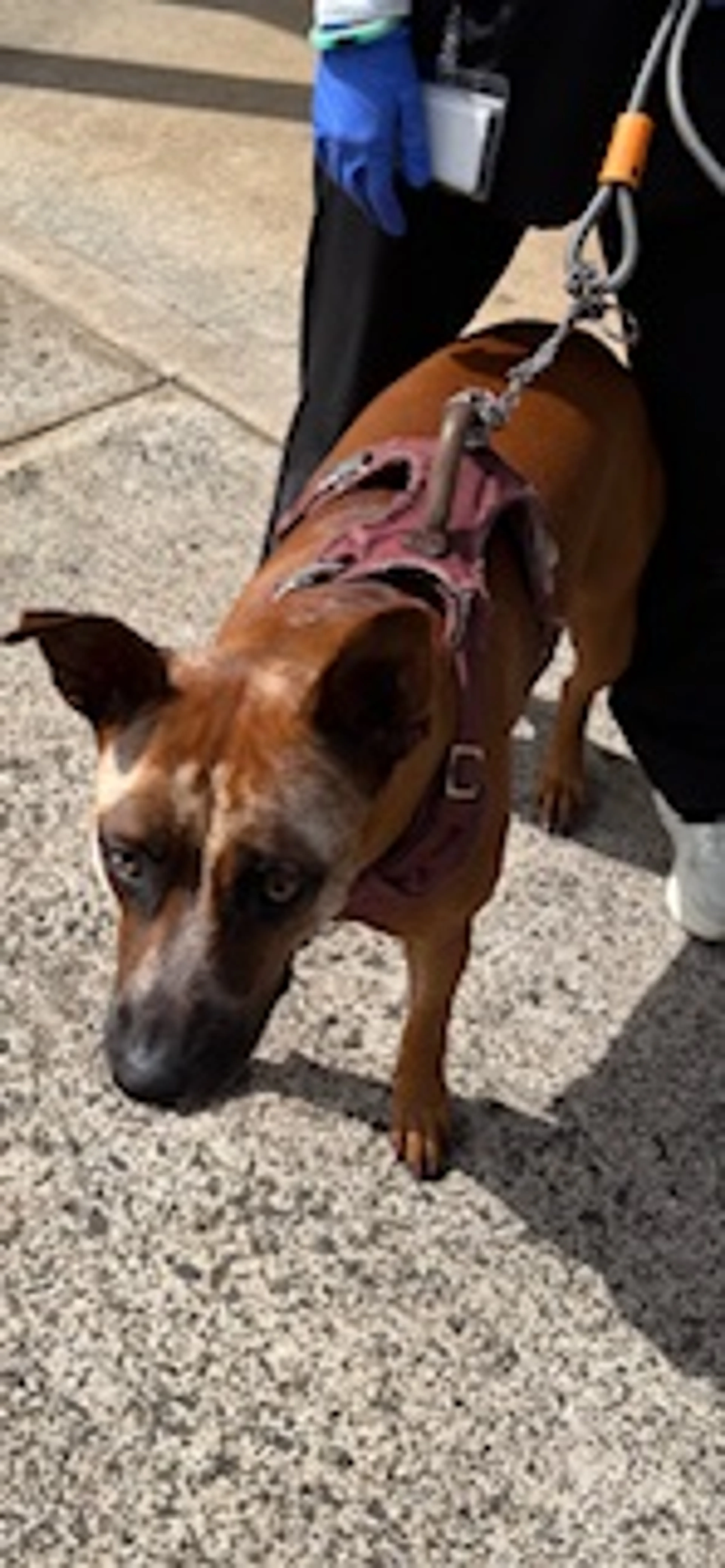 Found pet
