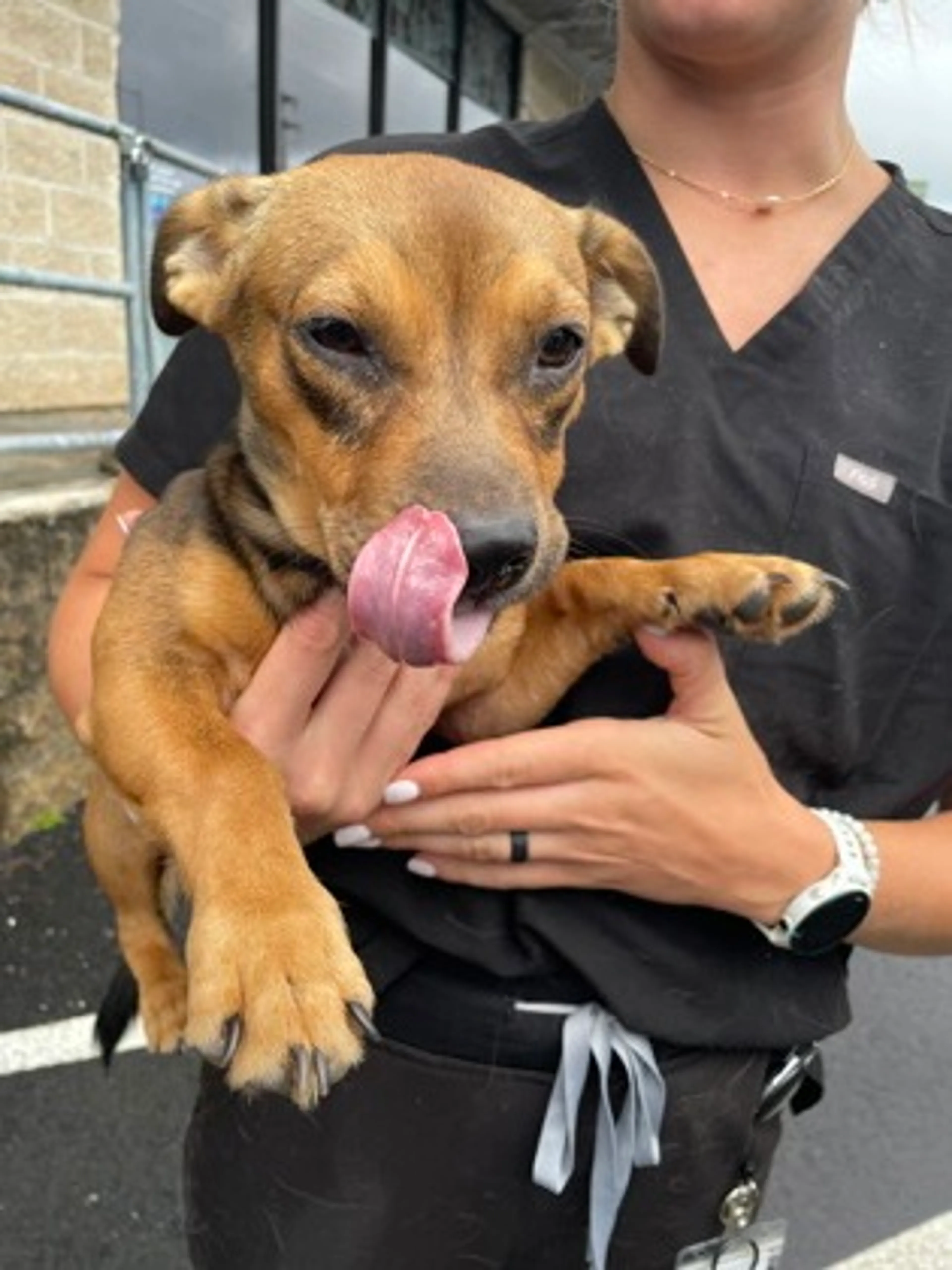 Found pet