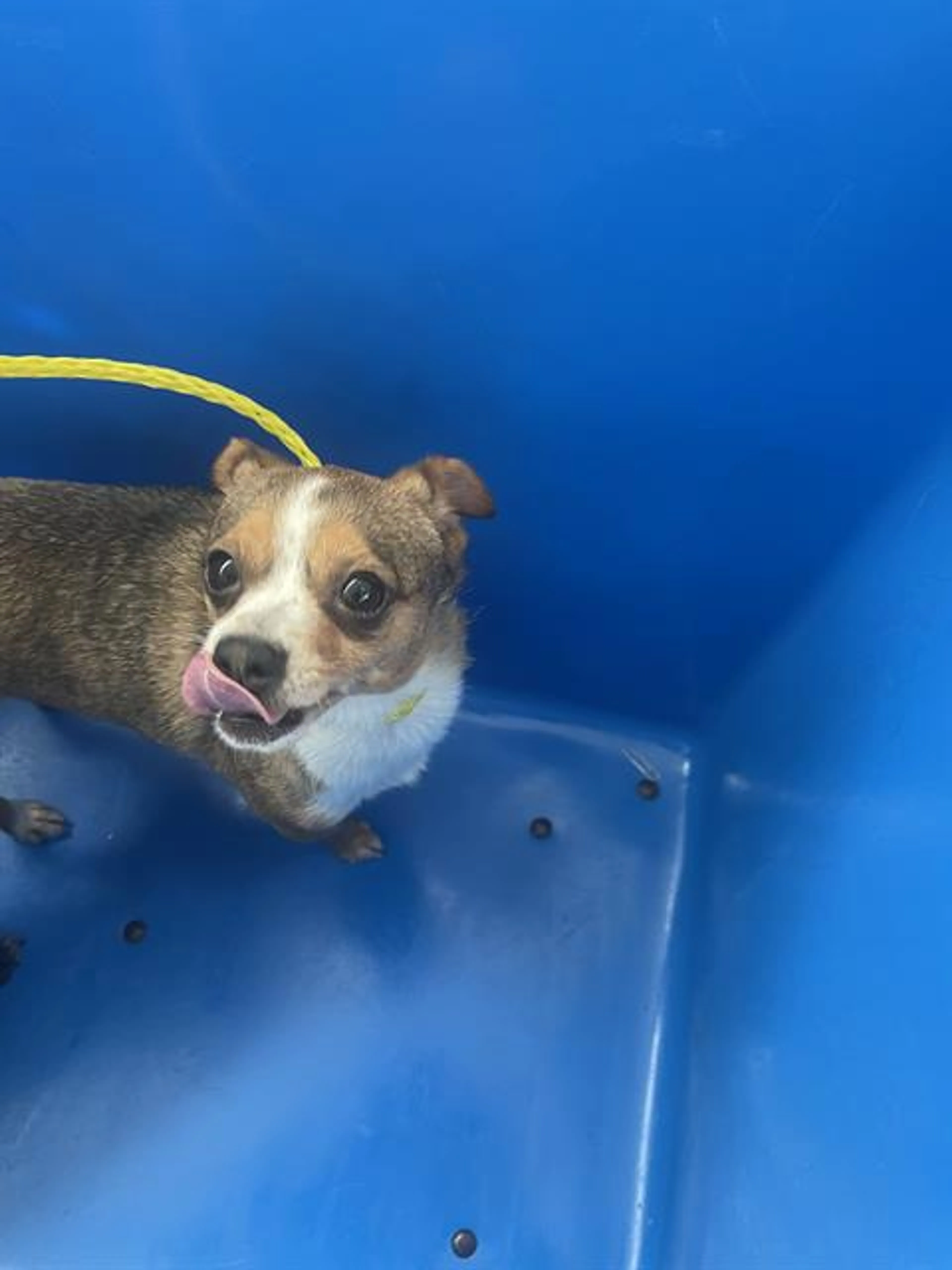 Found pet