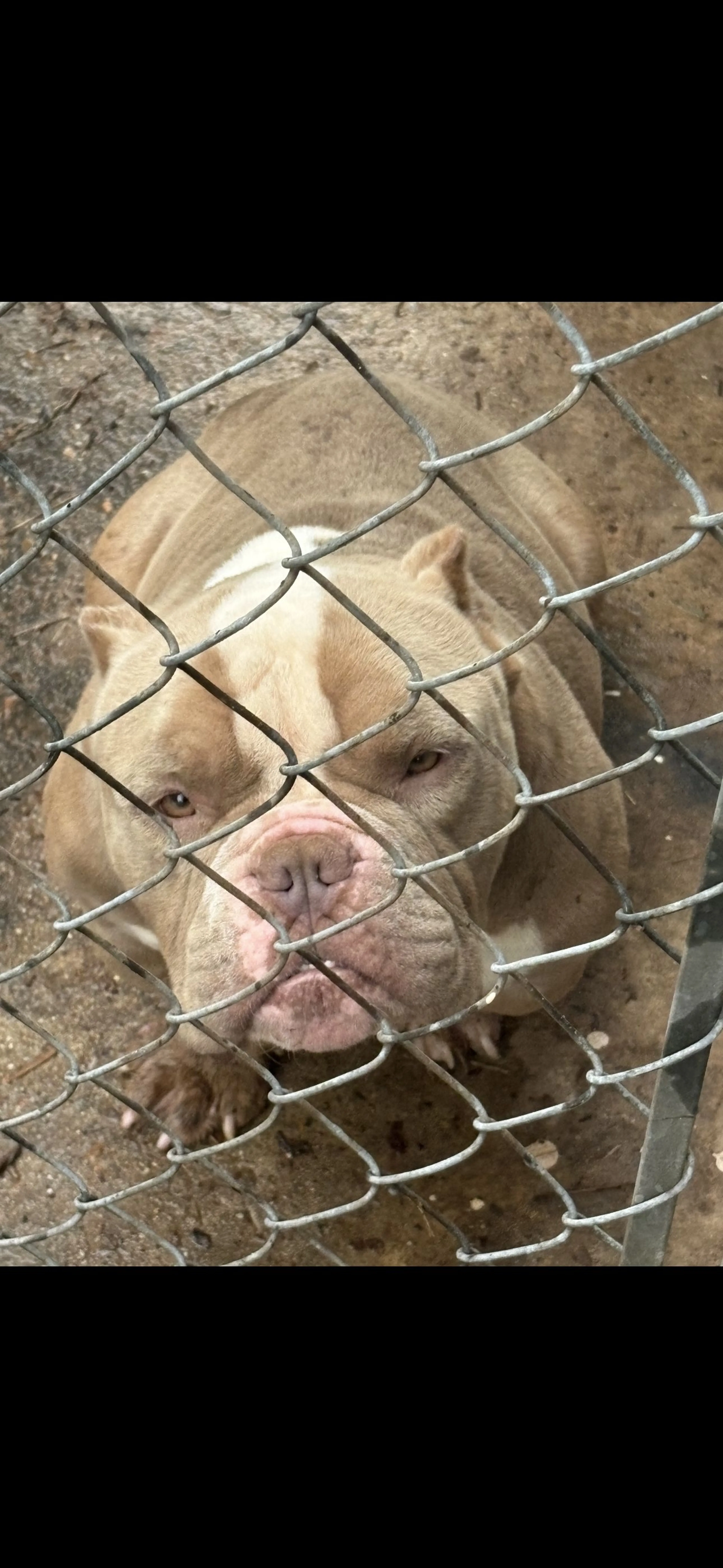 Lost pet