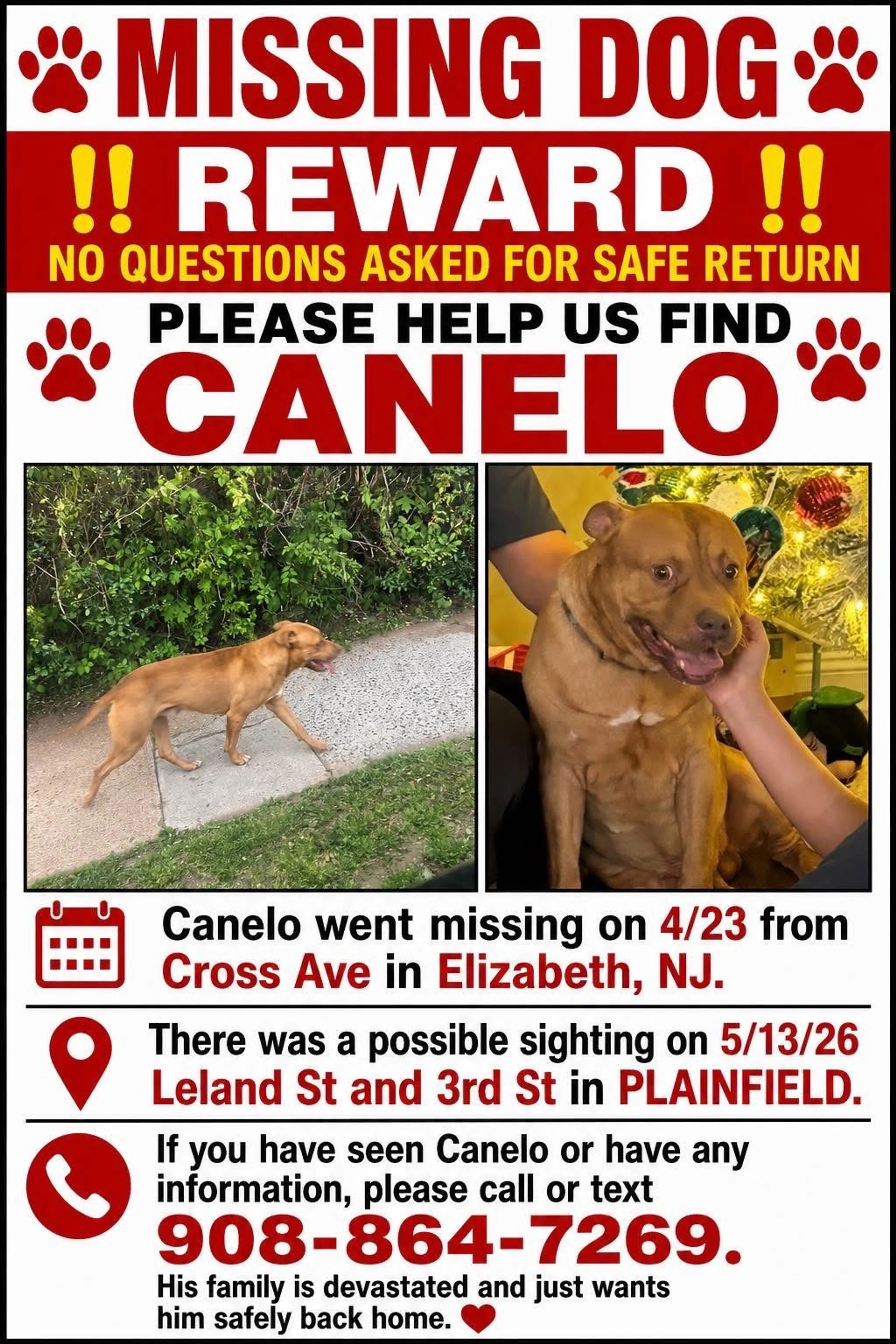 Lost pet