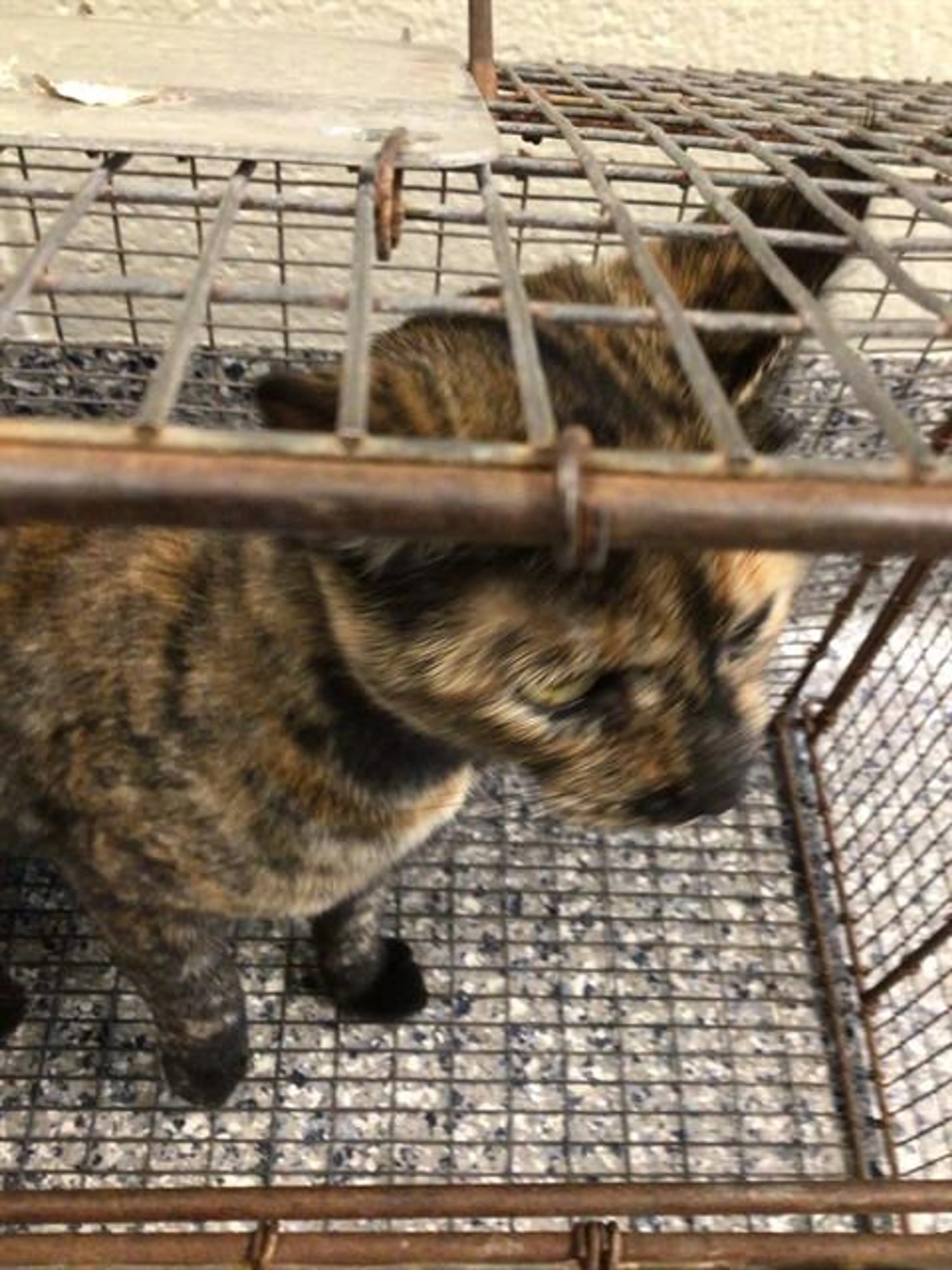 Found pet