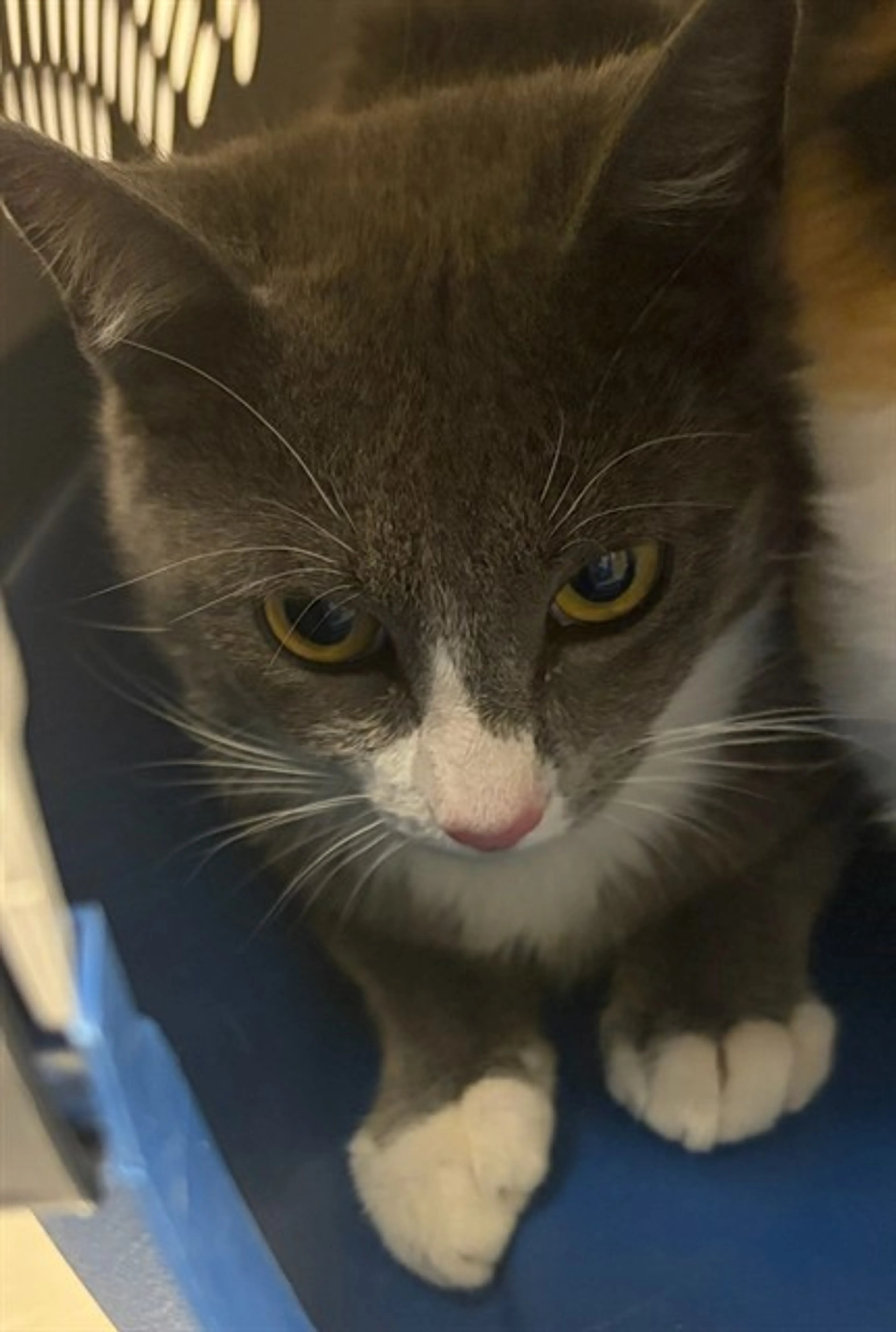 Found pet