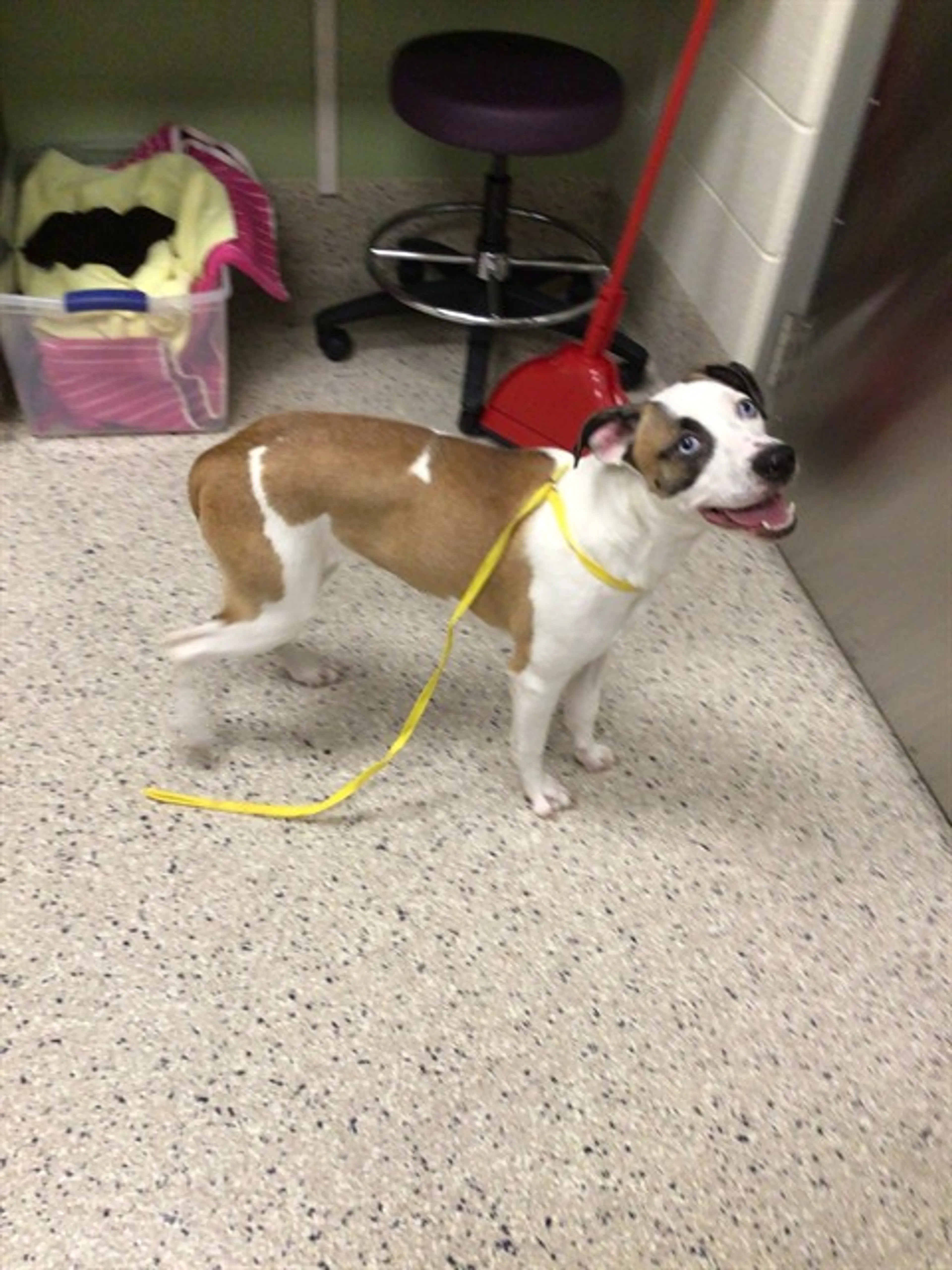 Found pet