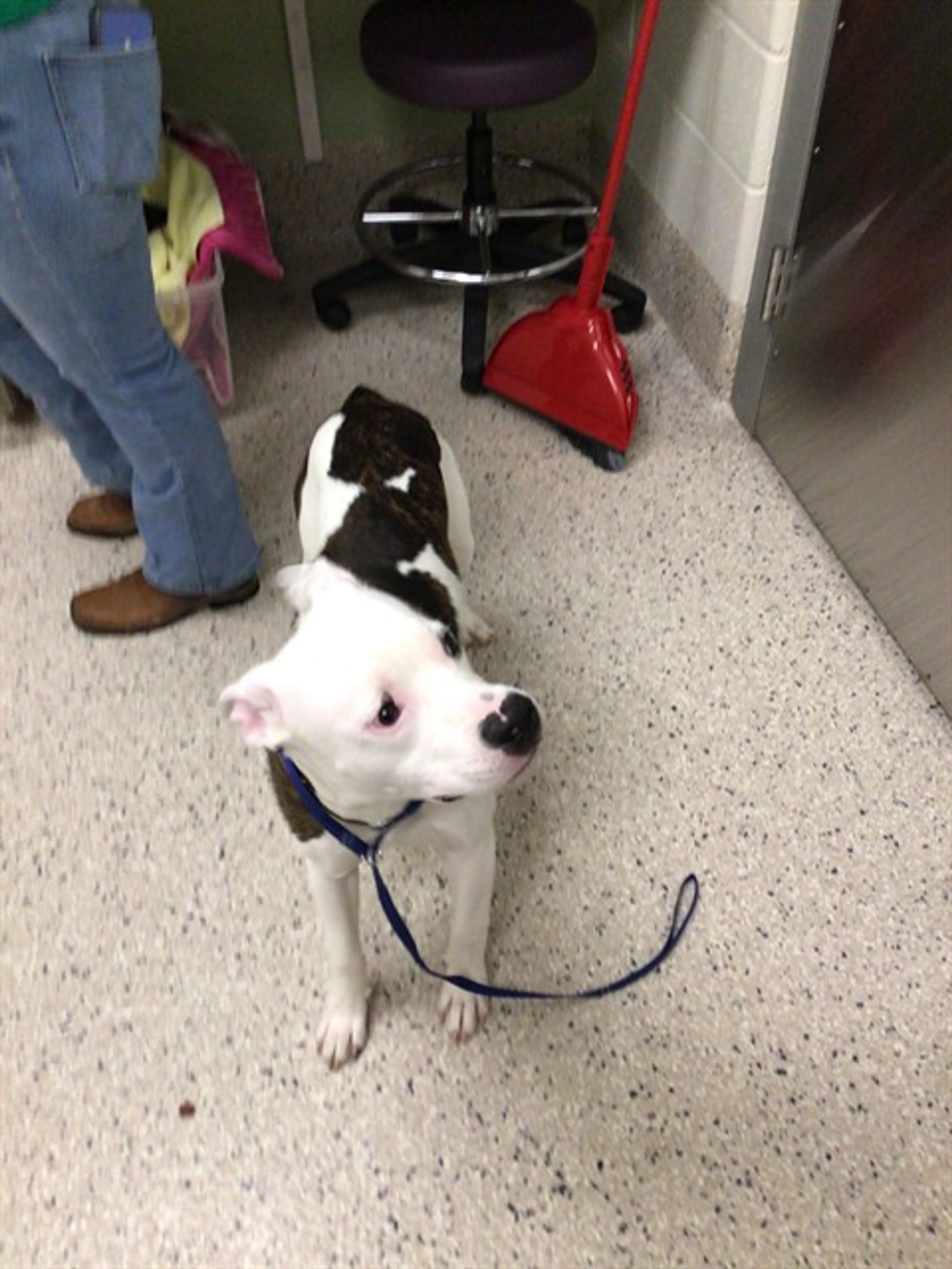 Found pet
