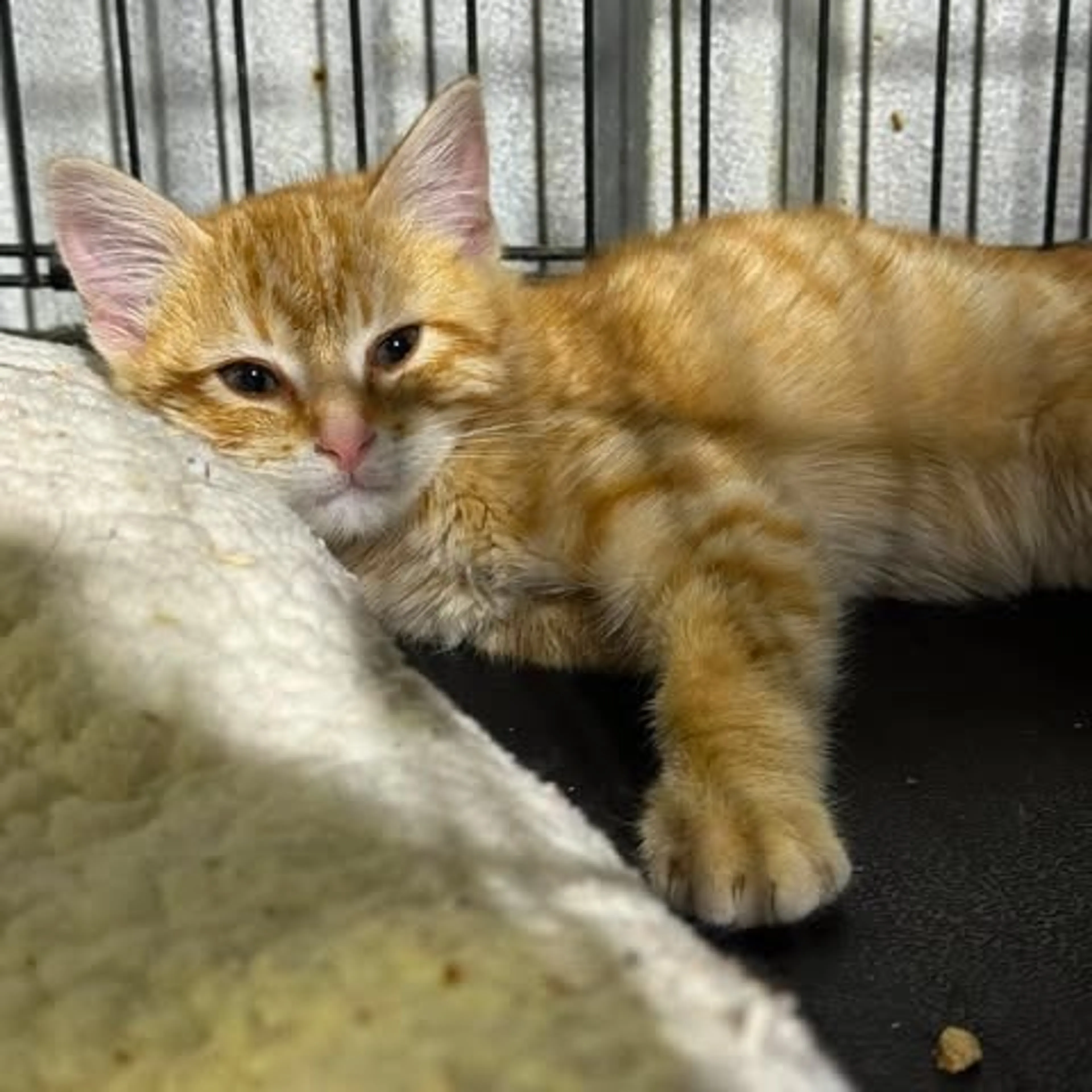 Found pet