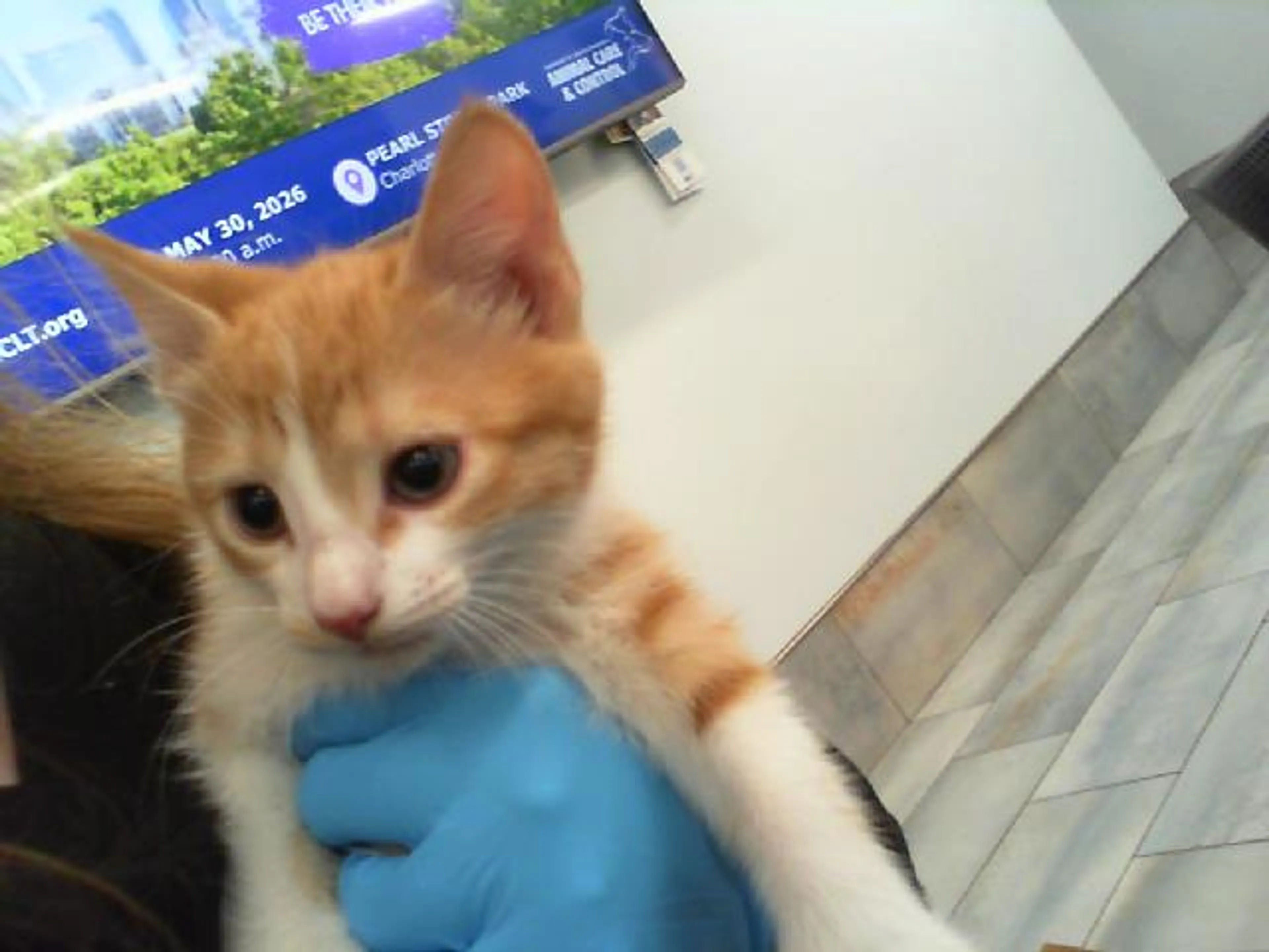Found pet