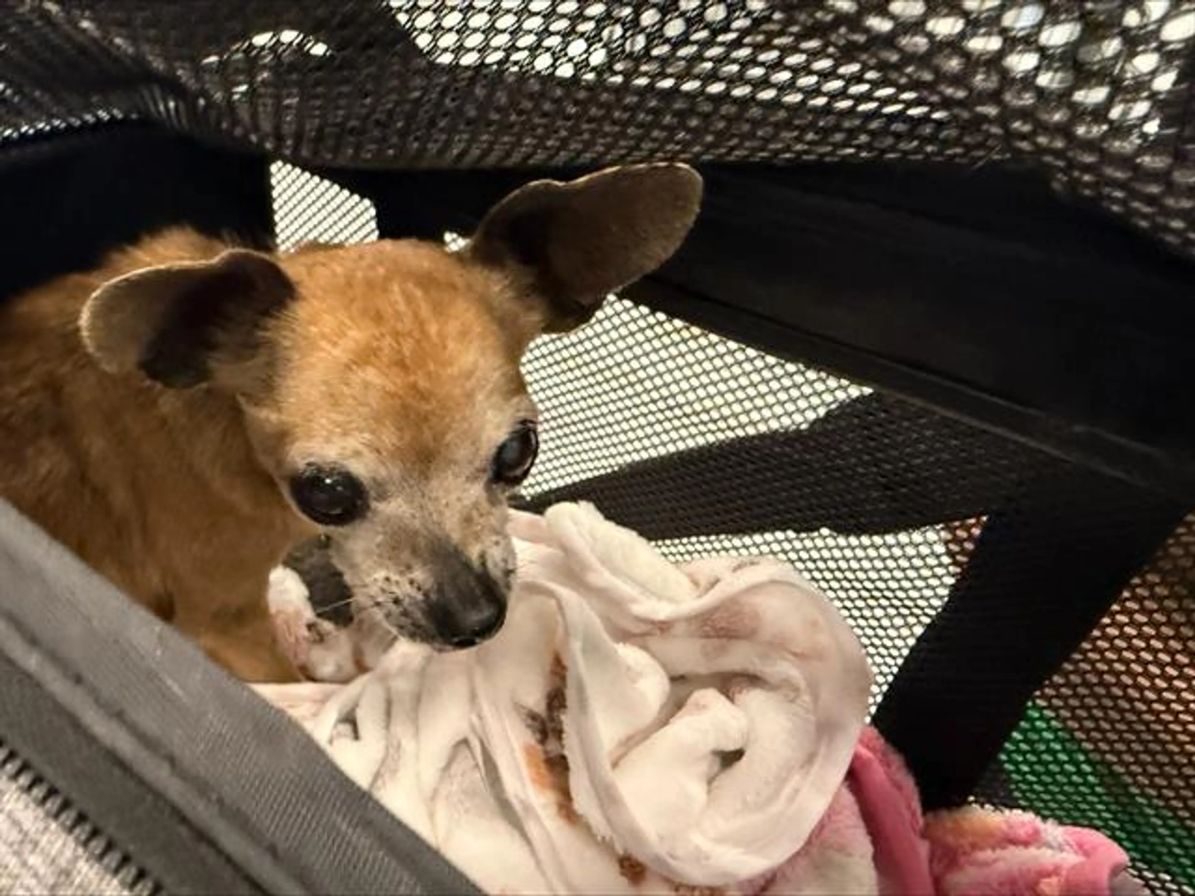 Found pet
