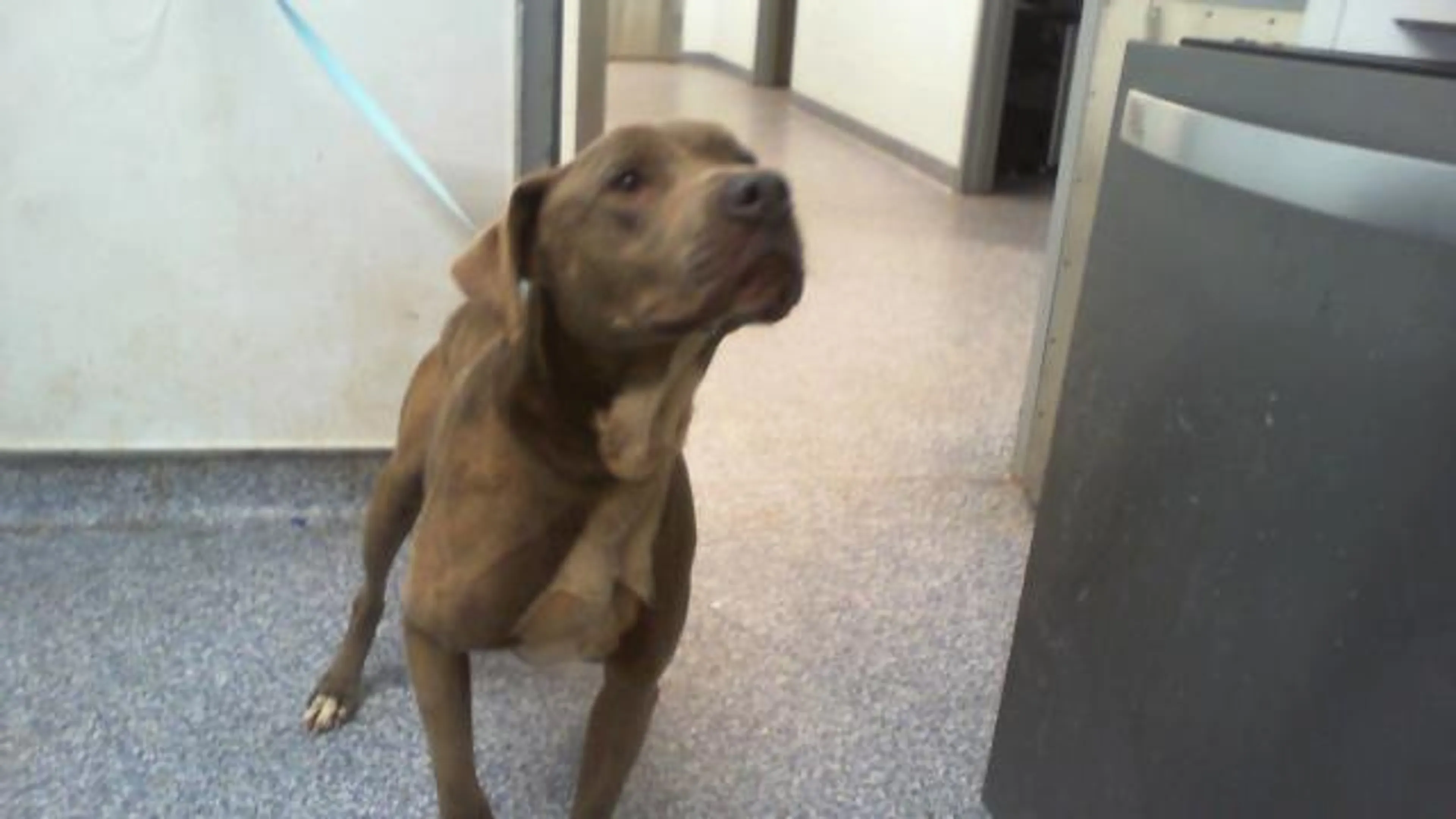 Found pet