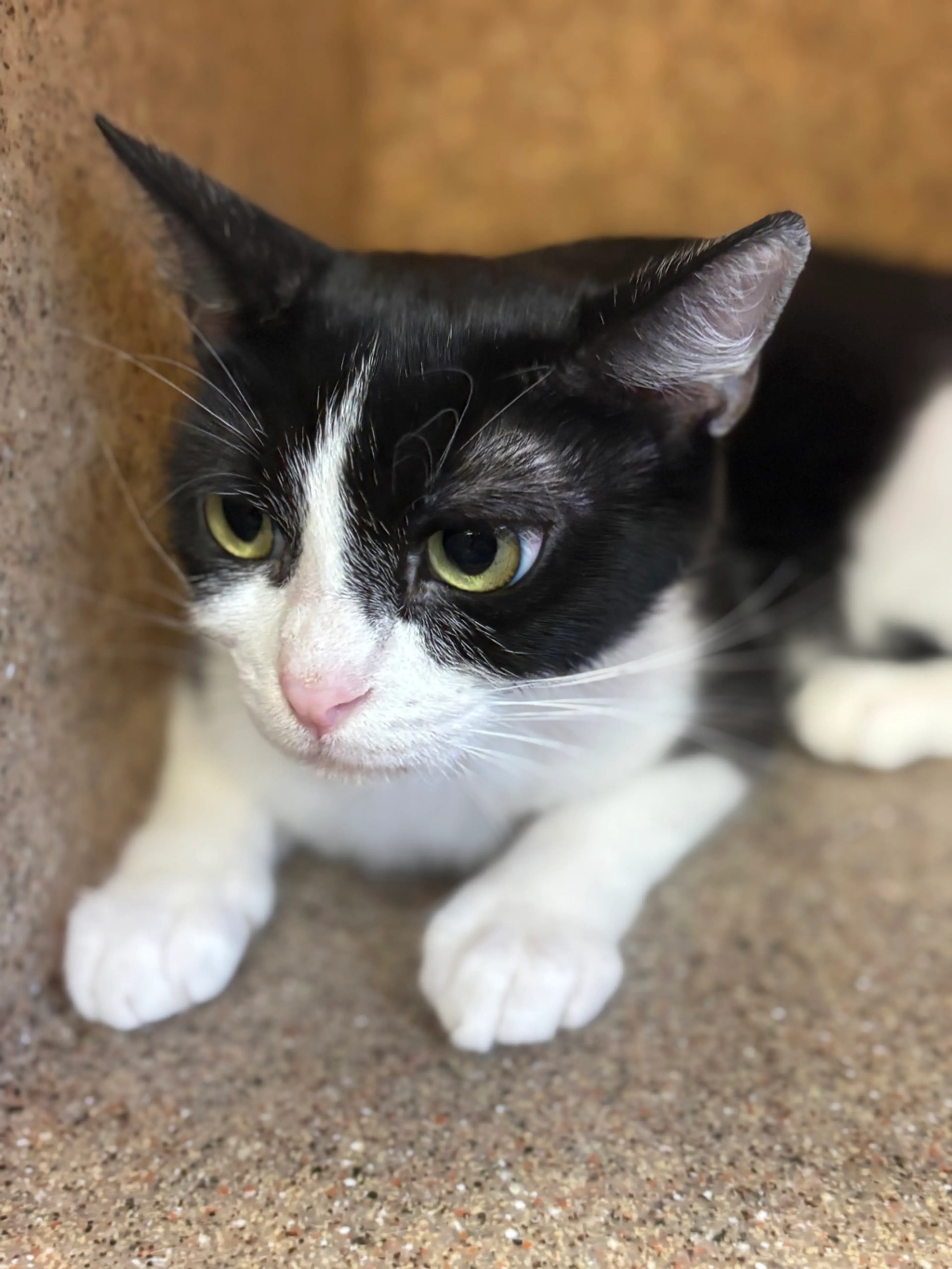 Found pet