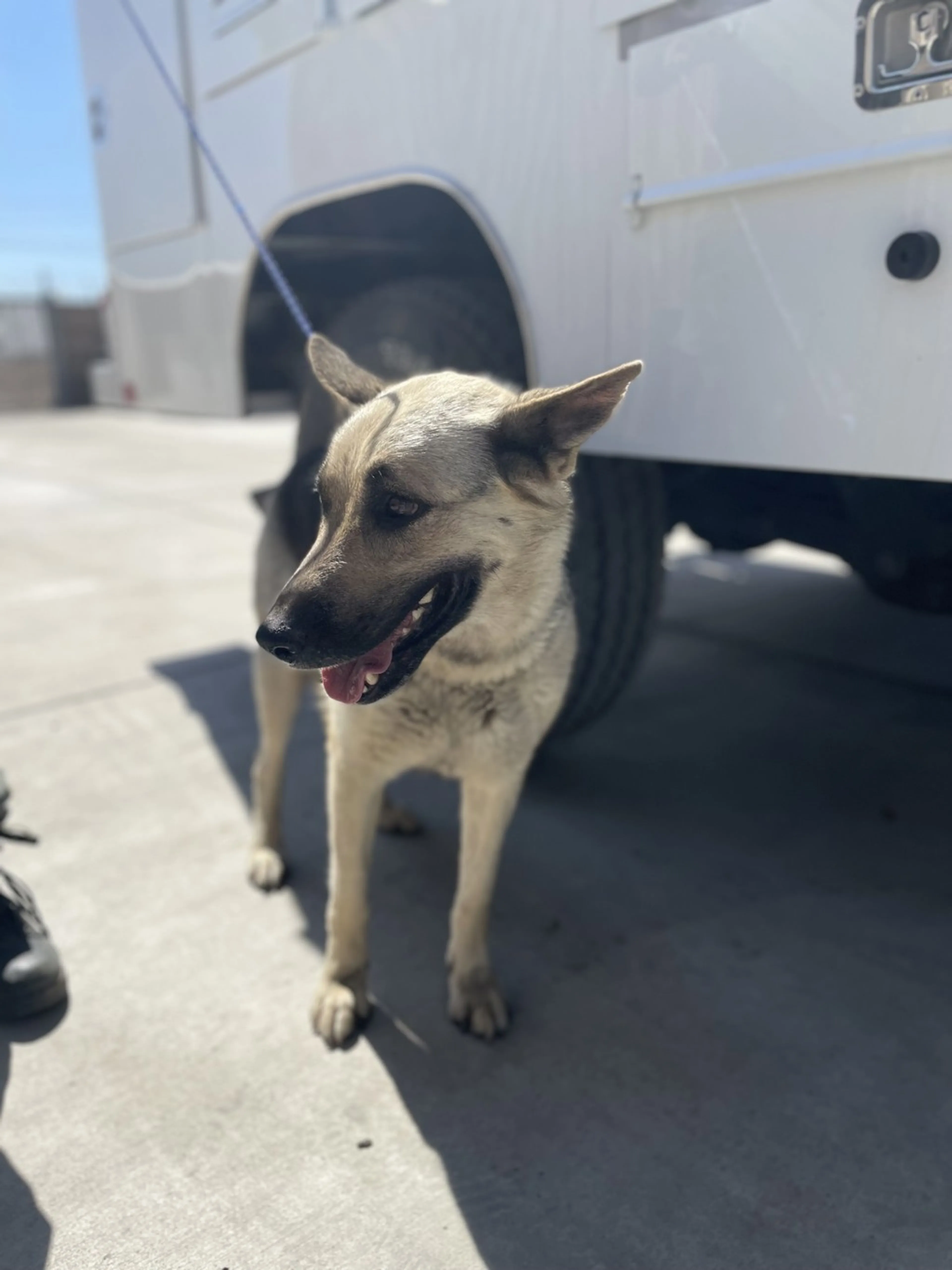 Found pet