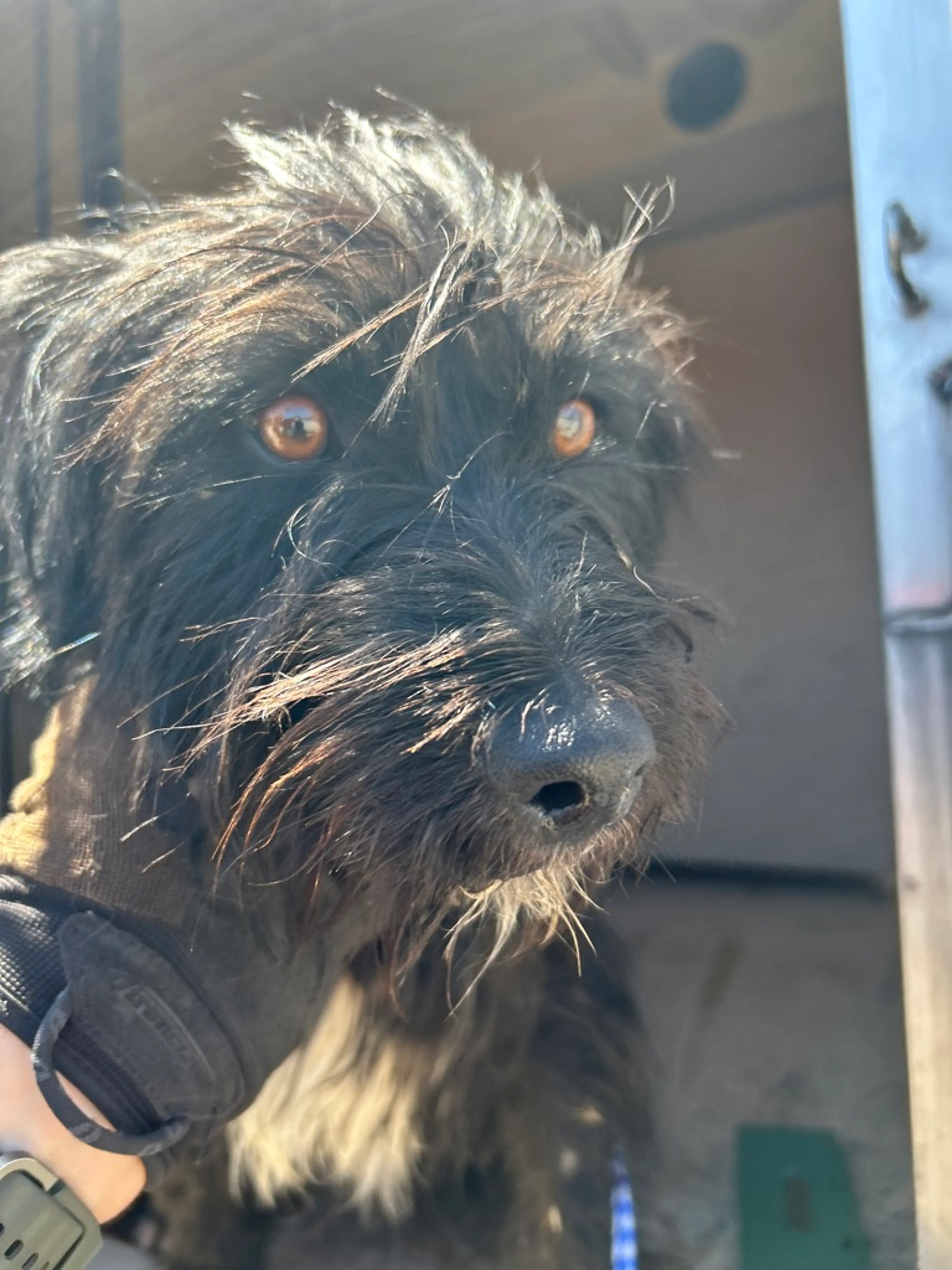 Found pet