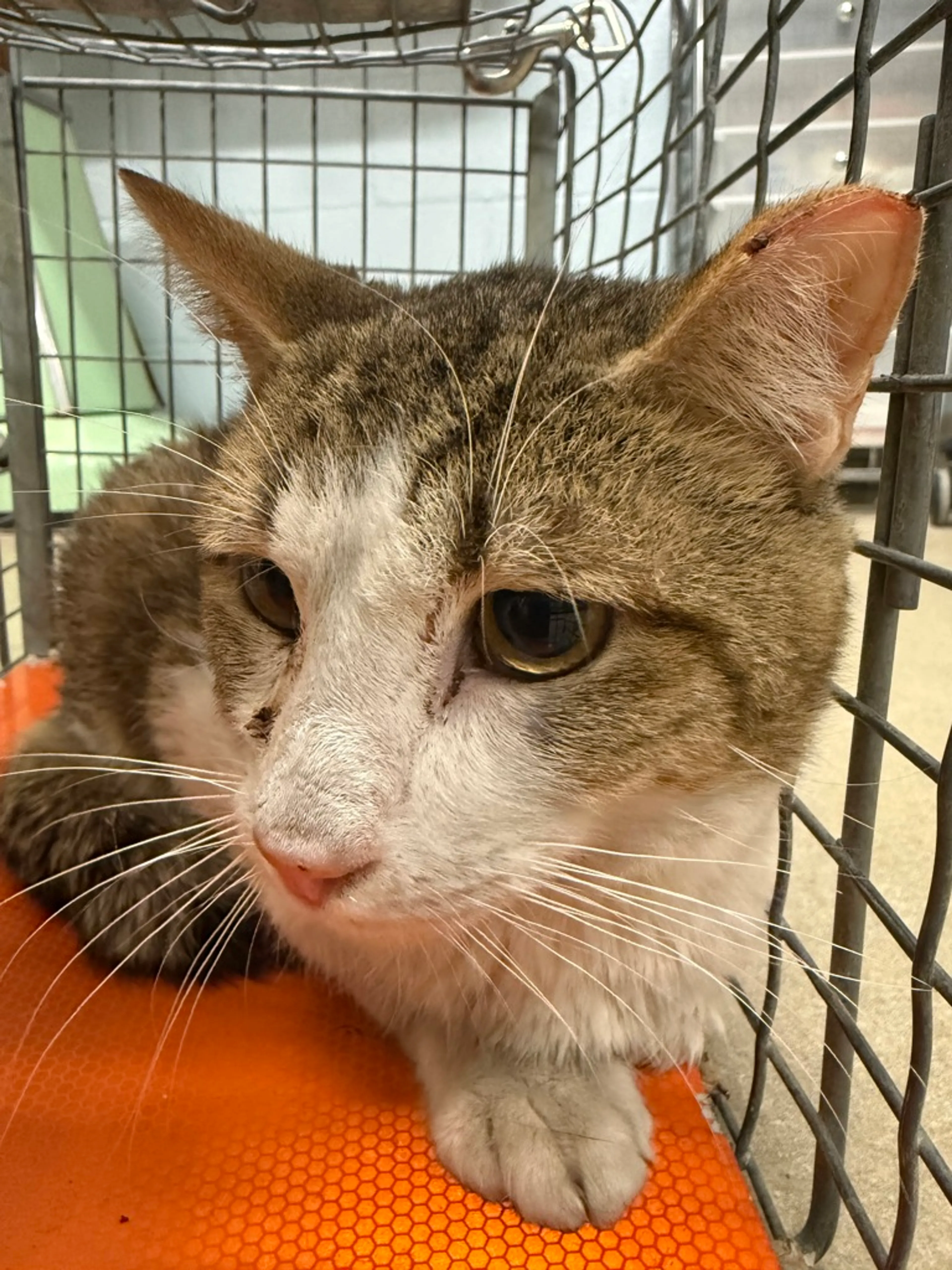 Found pet