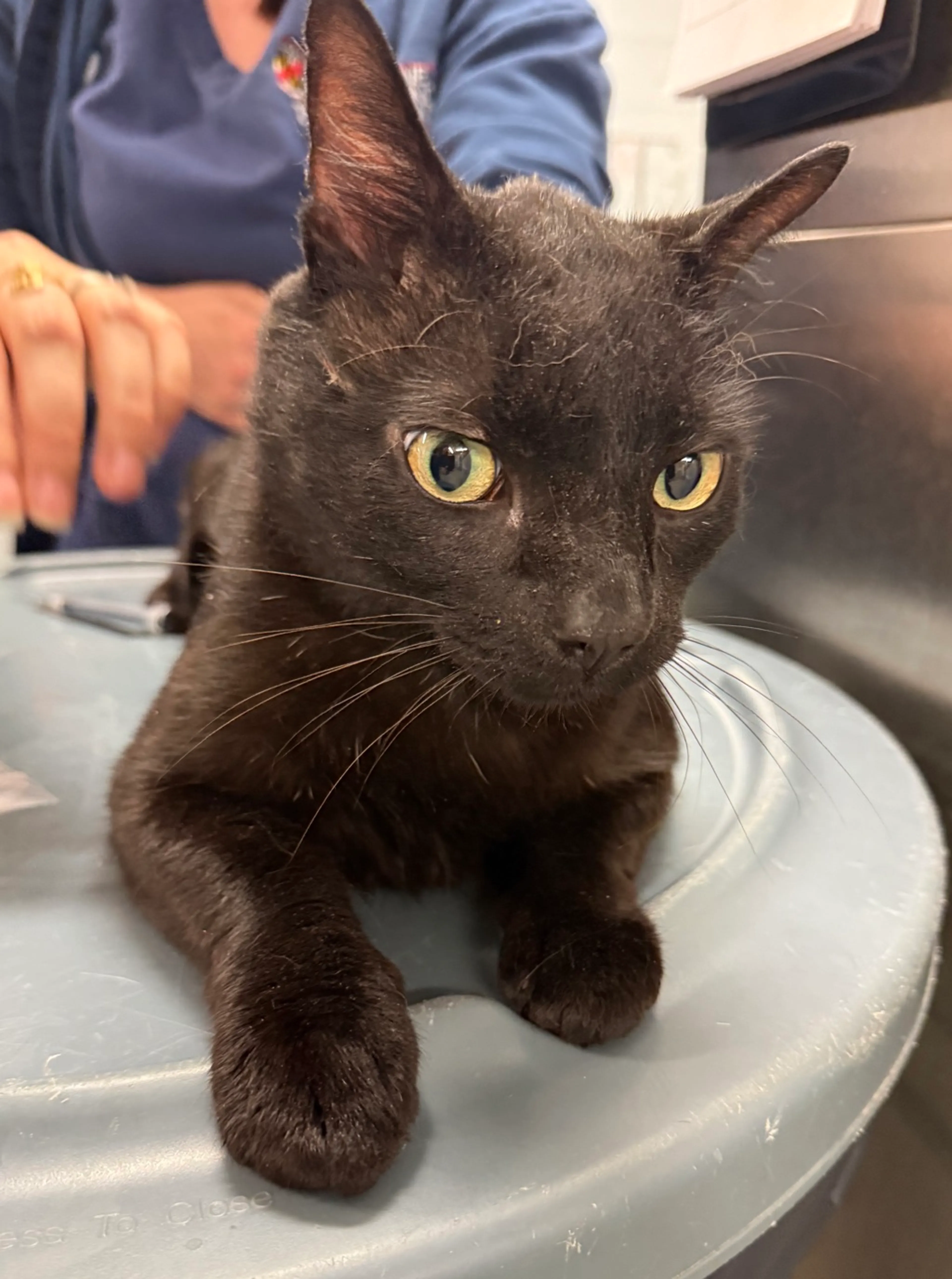 Found pet