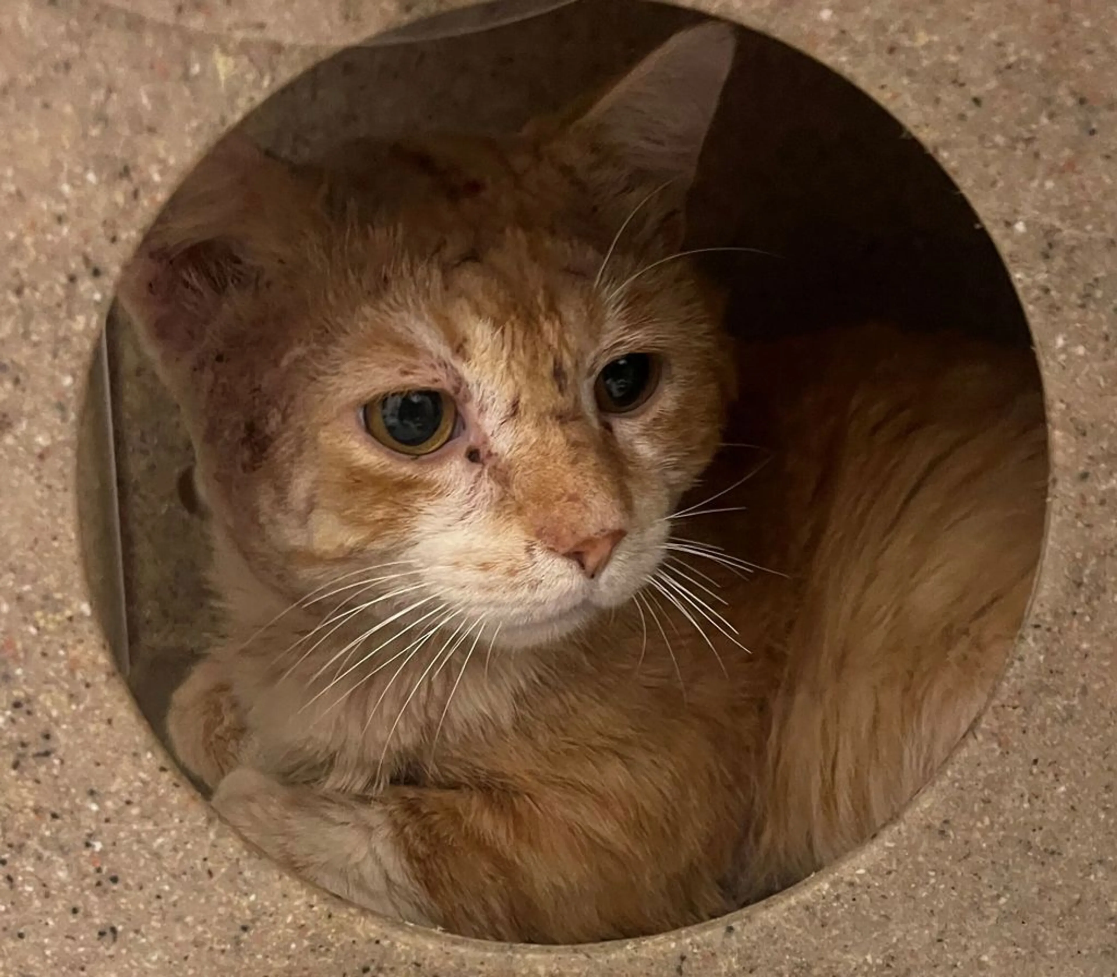 Found pet