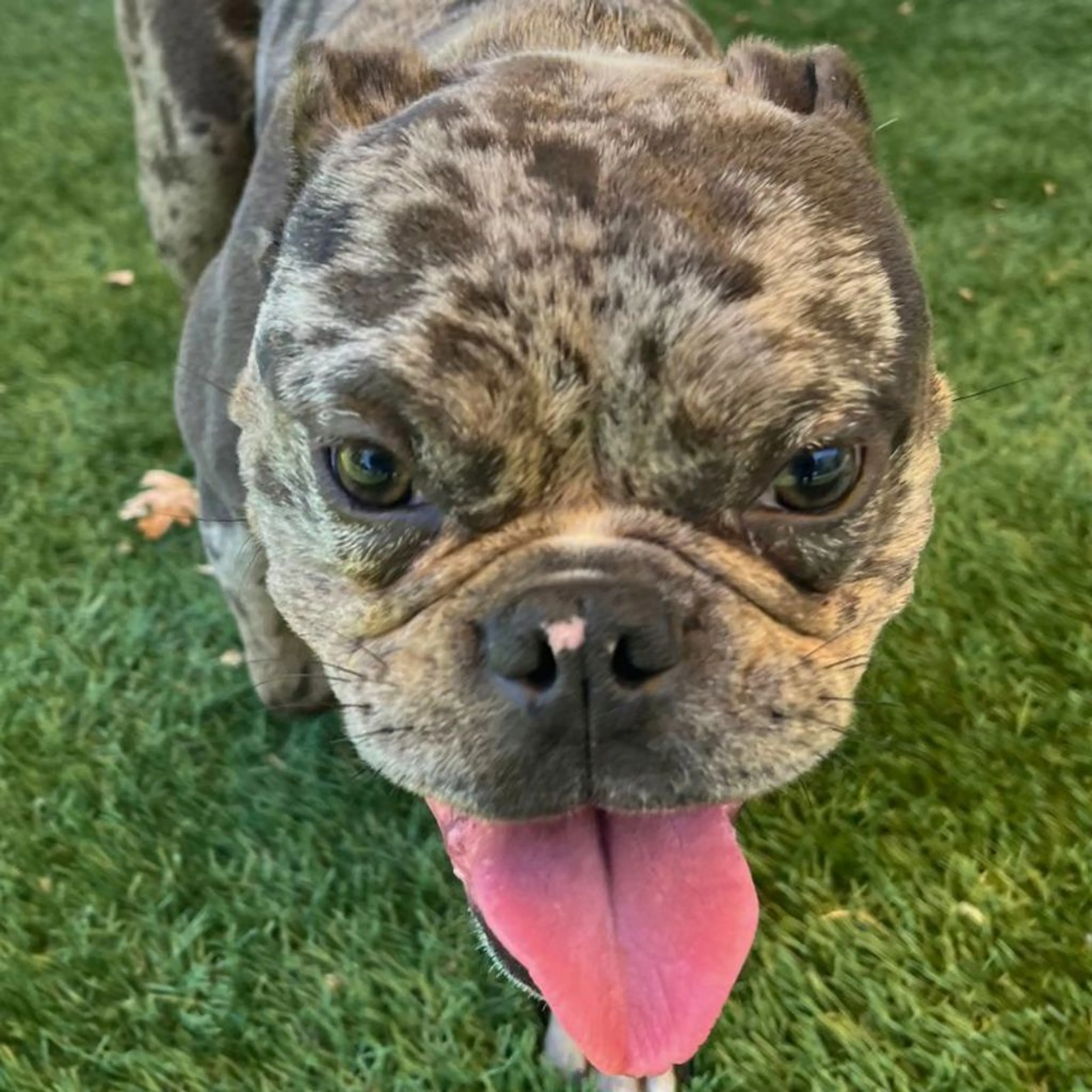 Found pet-3