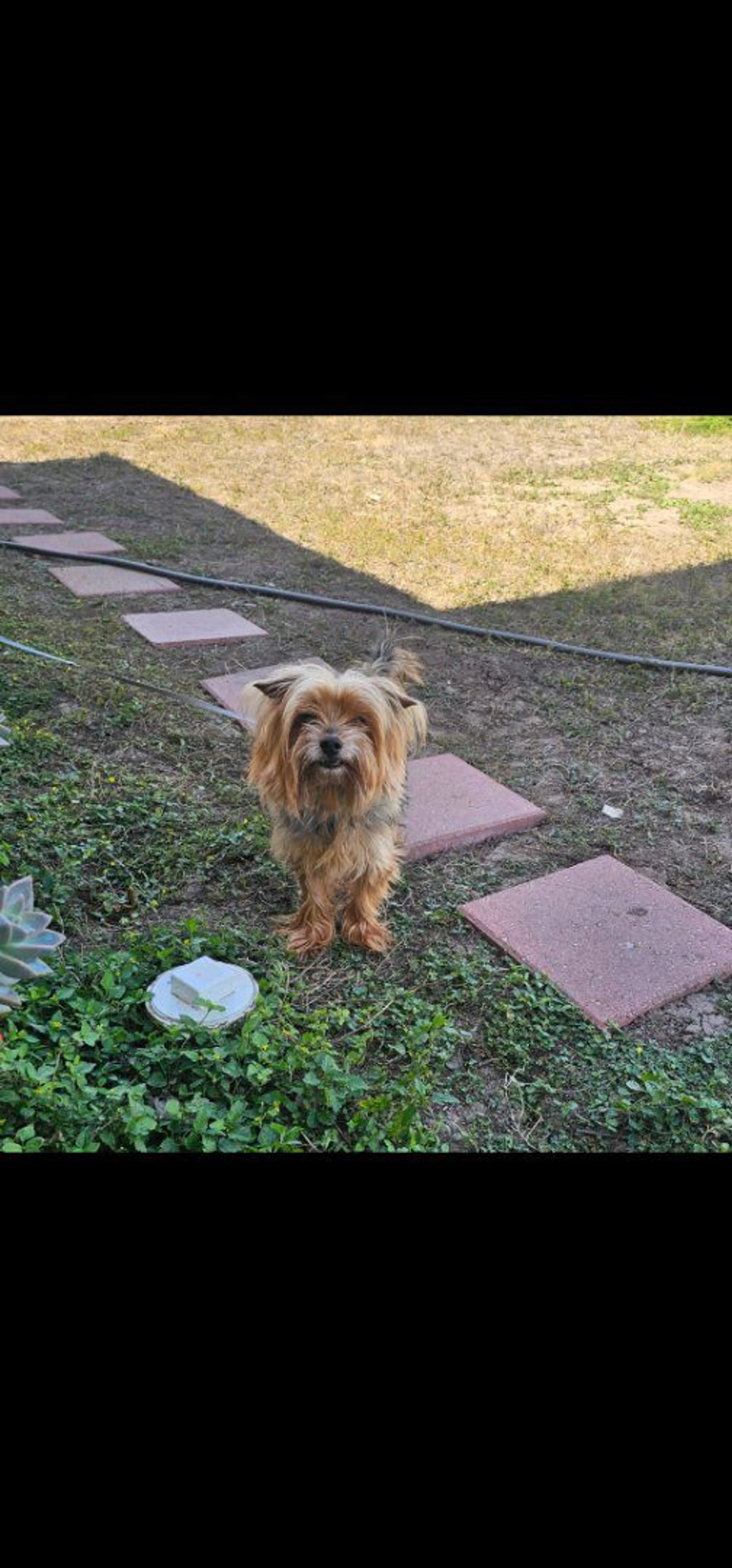 Lost pet