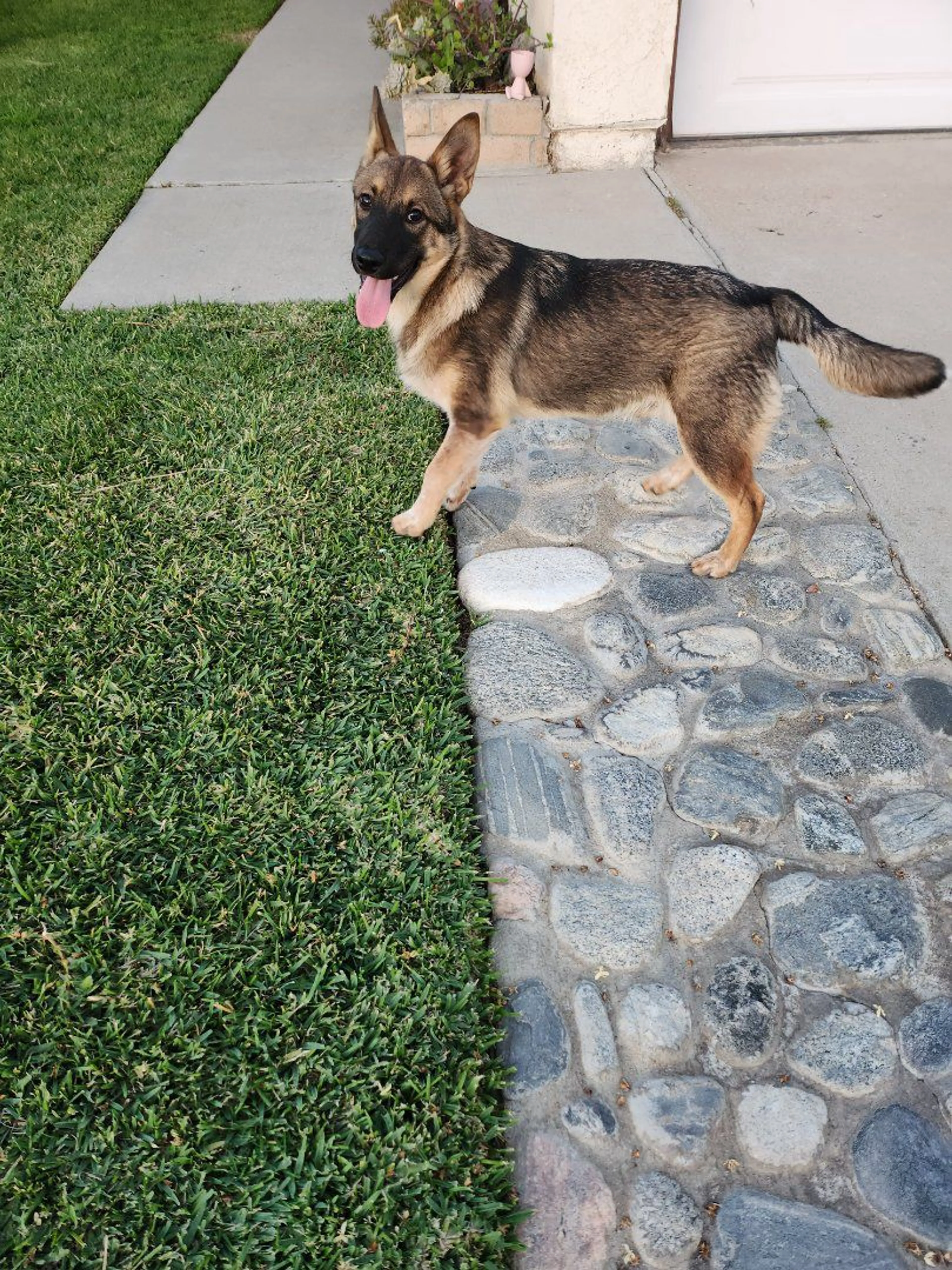 Lost pet-1