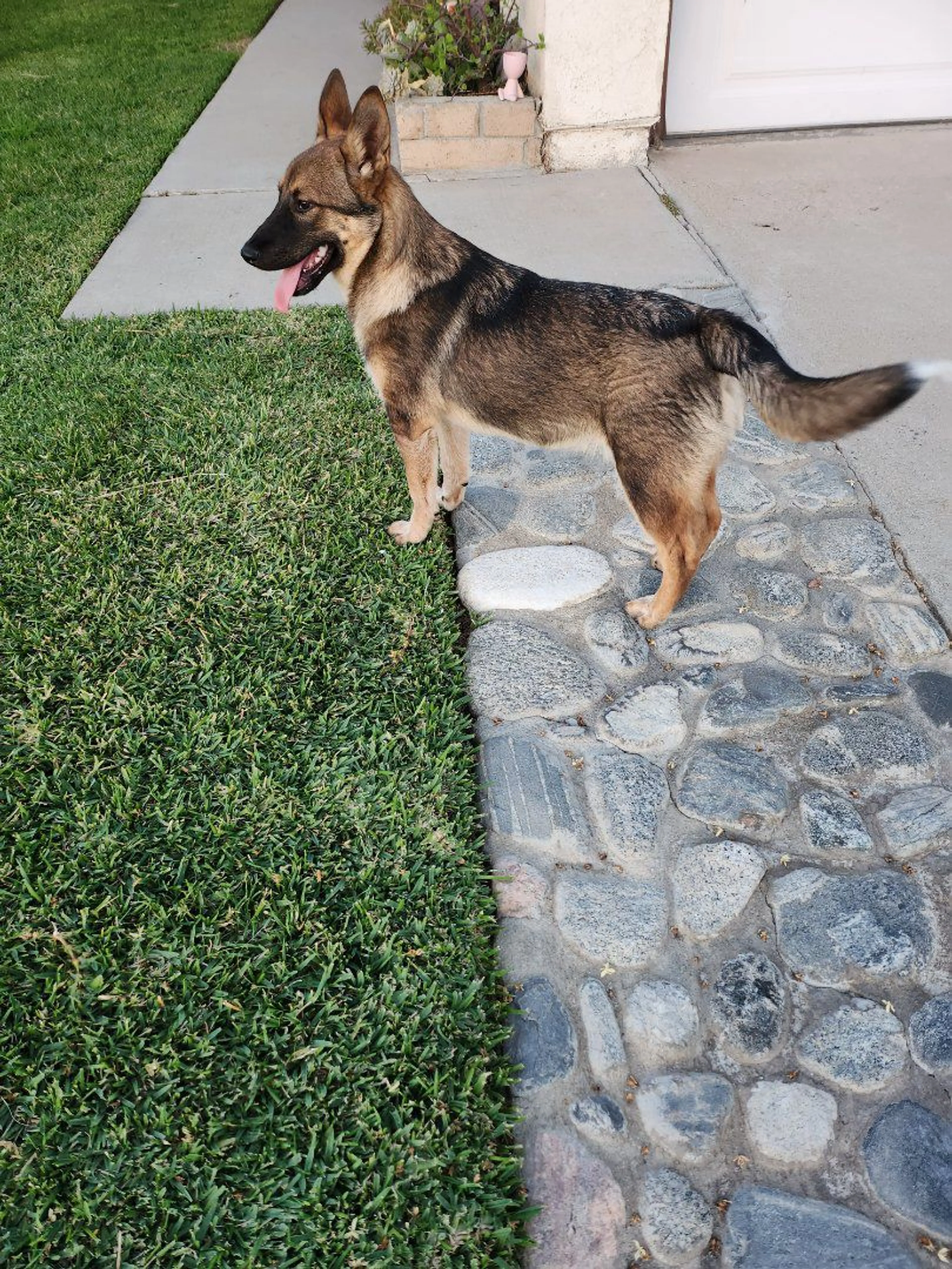 Lost pet-2