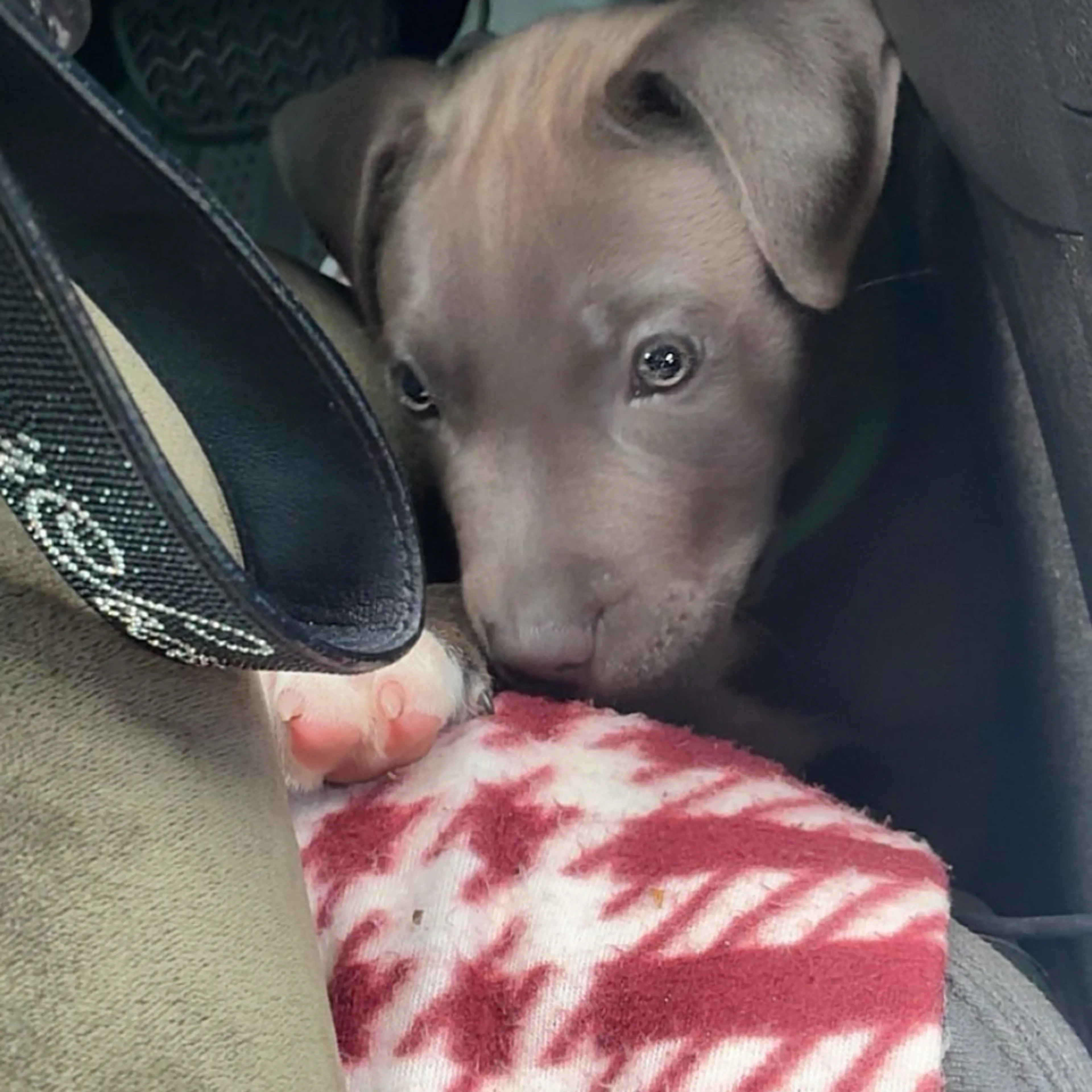 Lost pet-2