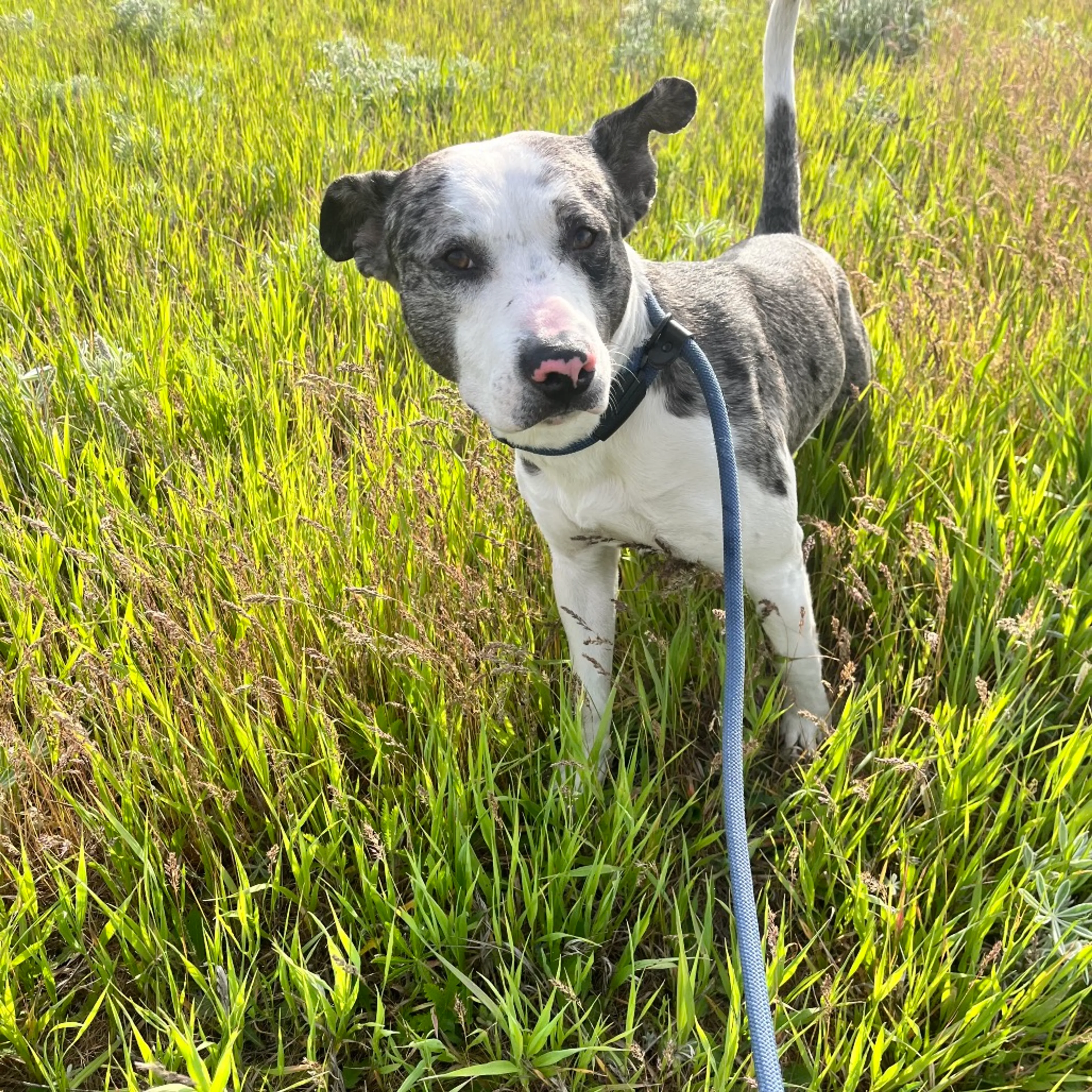 Found pet-2