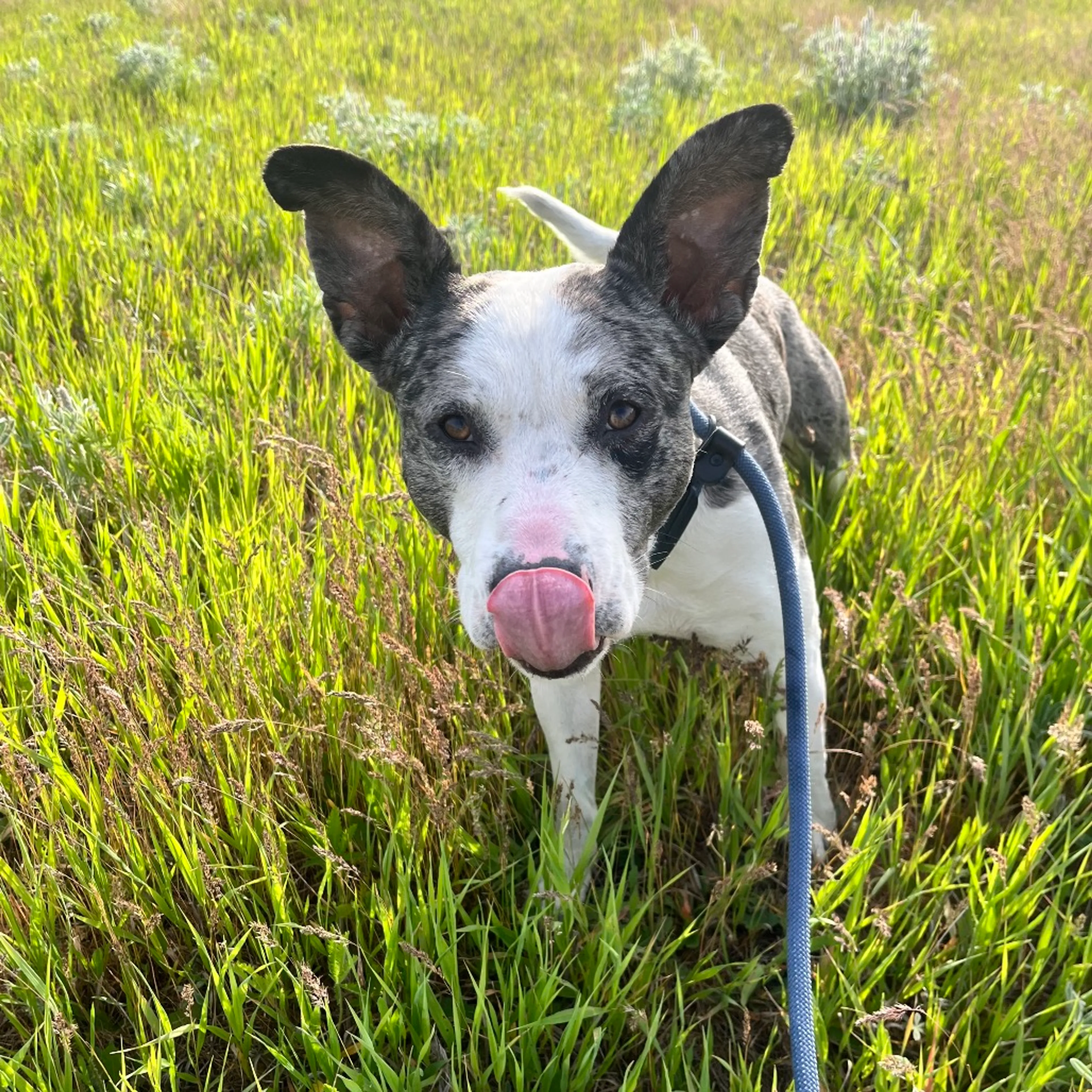 Found pet-1