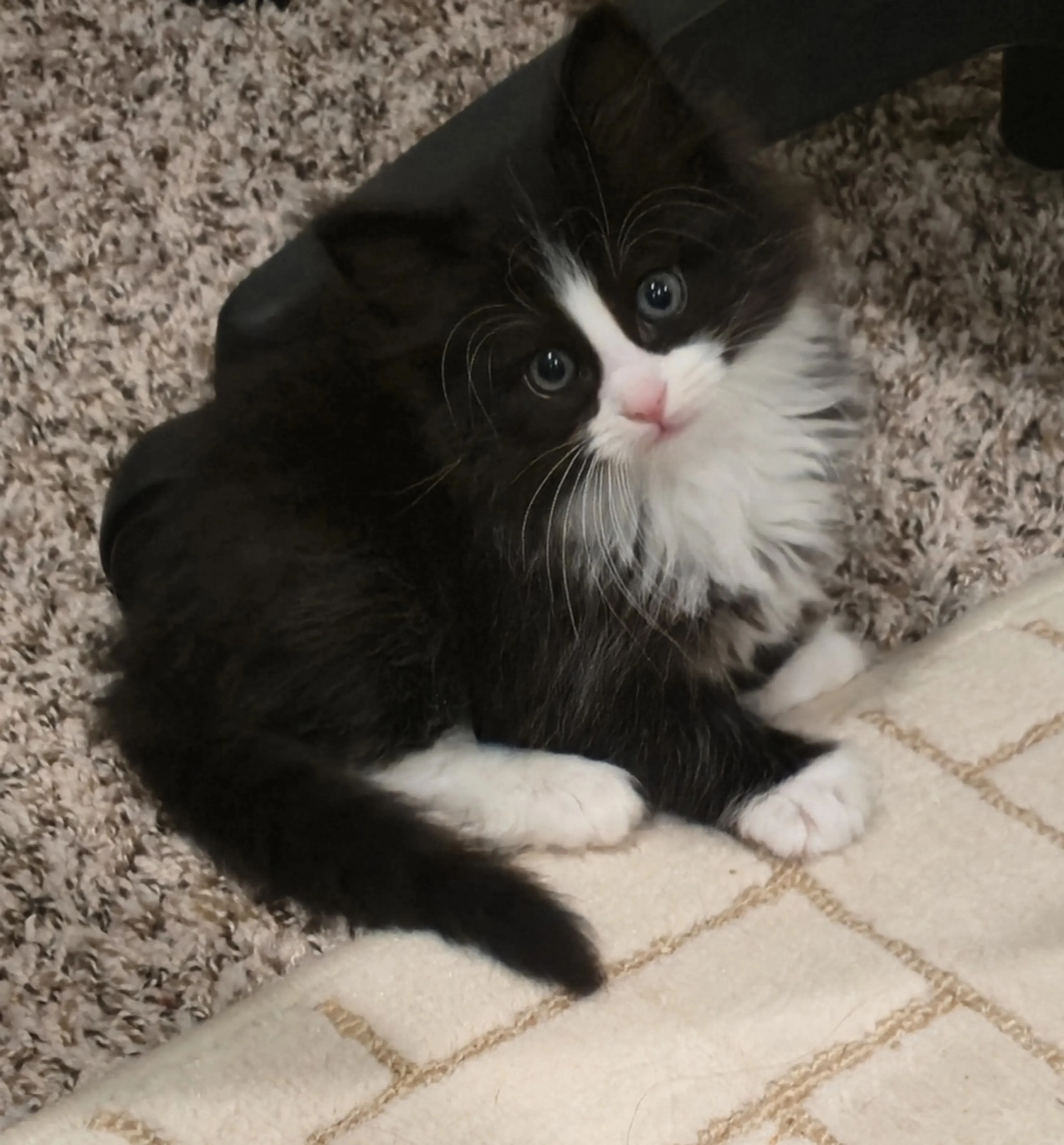 Found pet-2