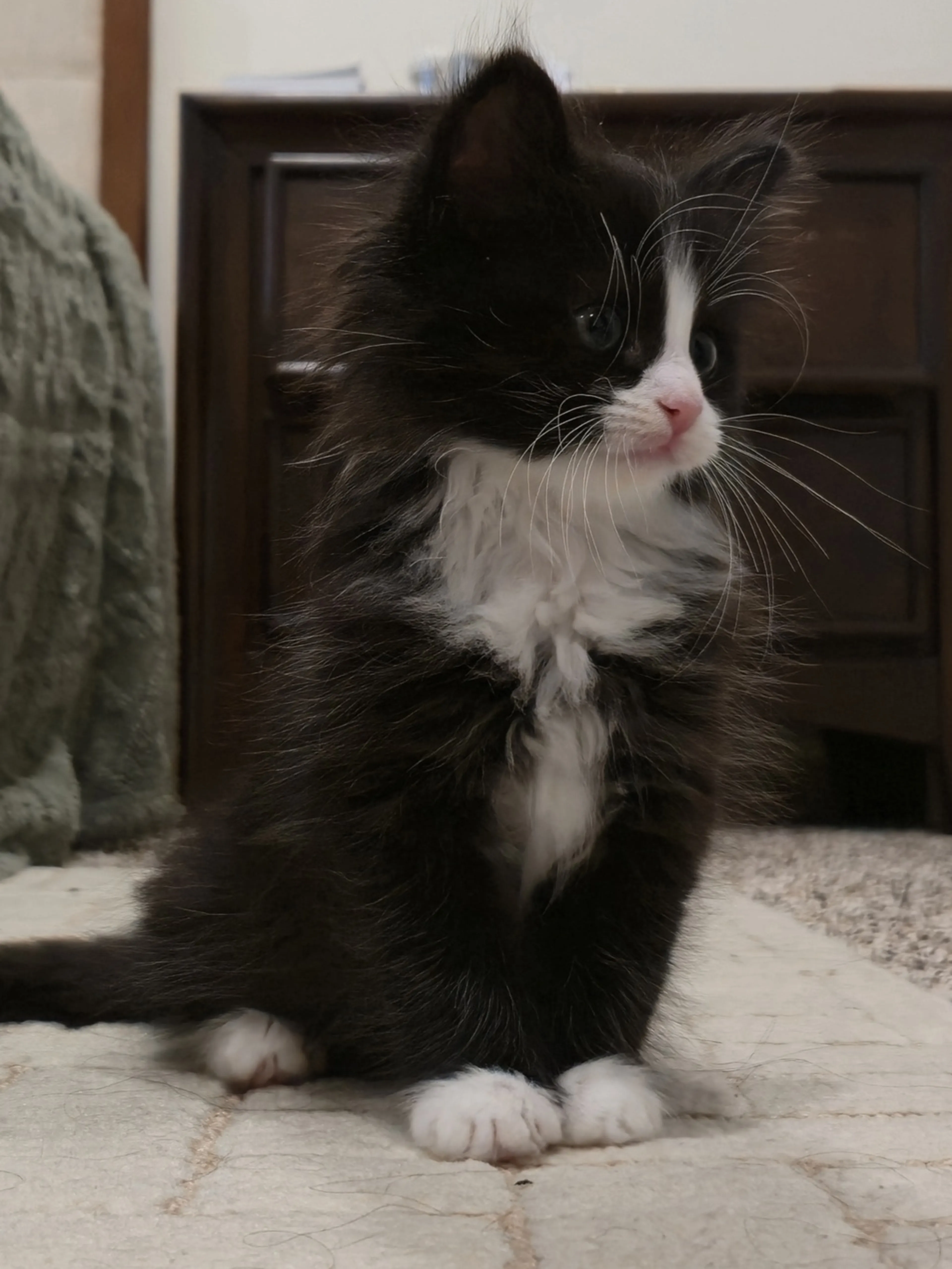 Found pet-1