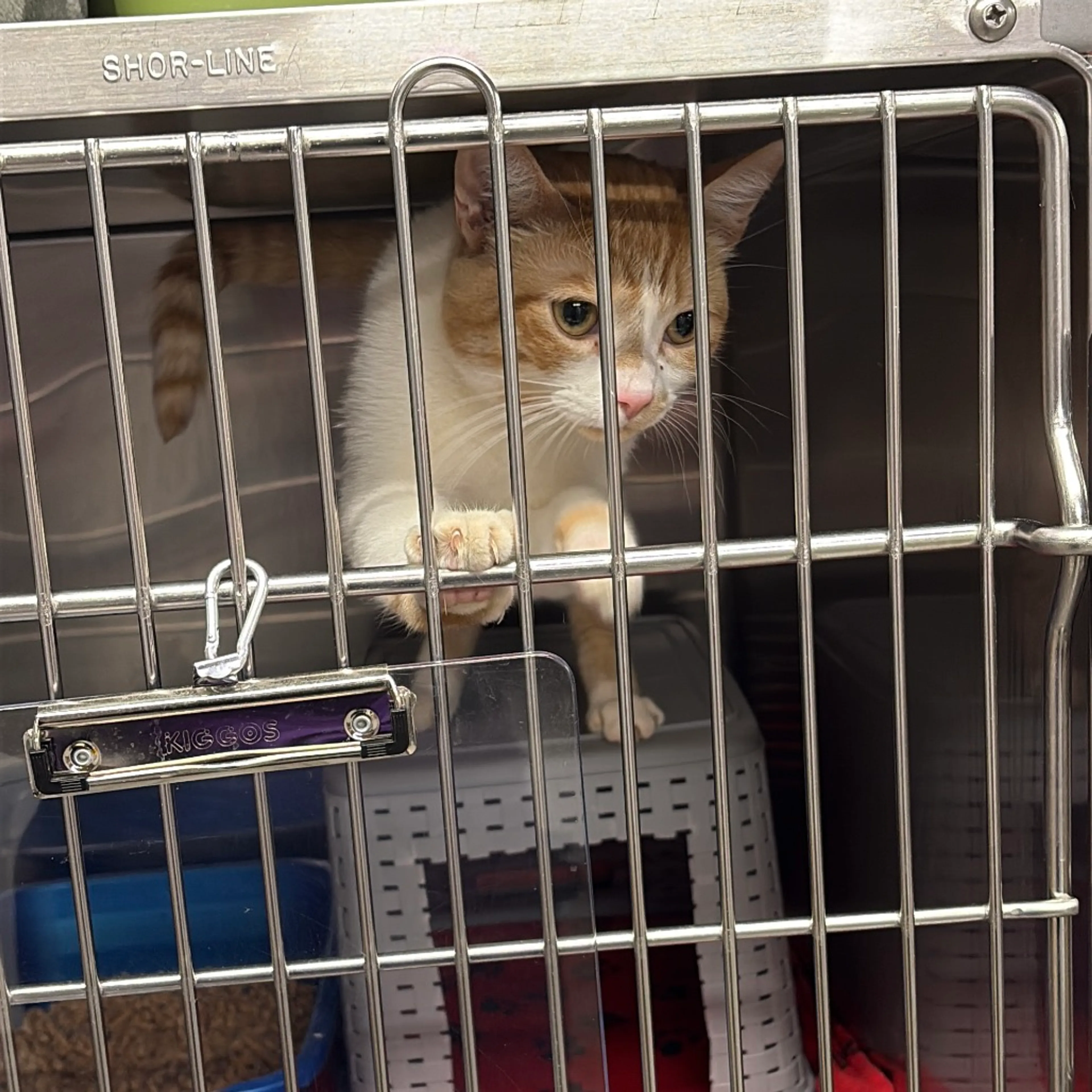 Found pet