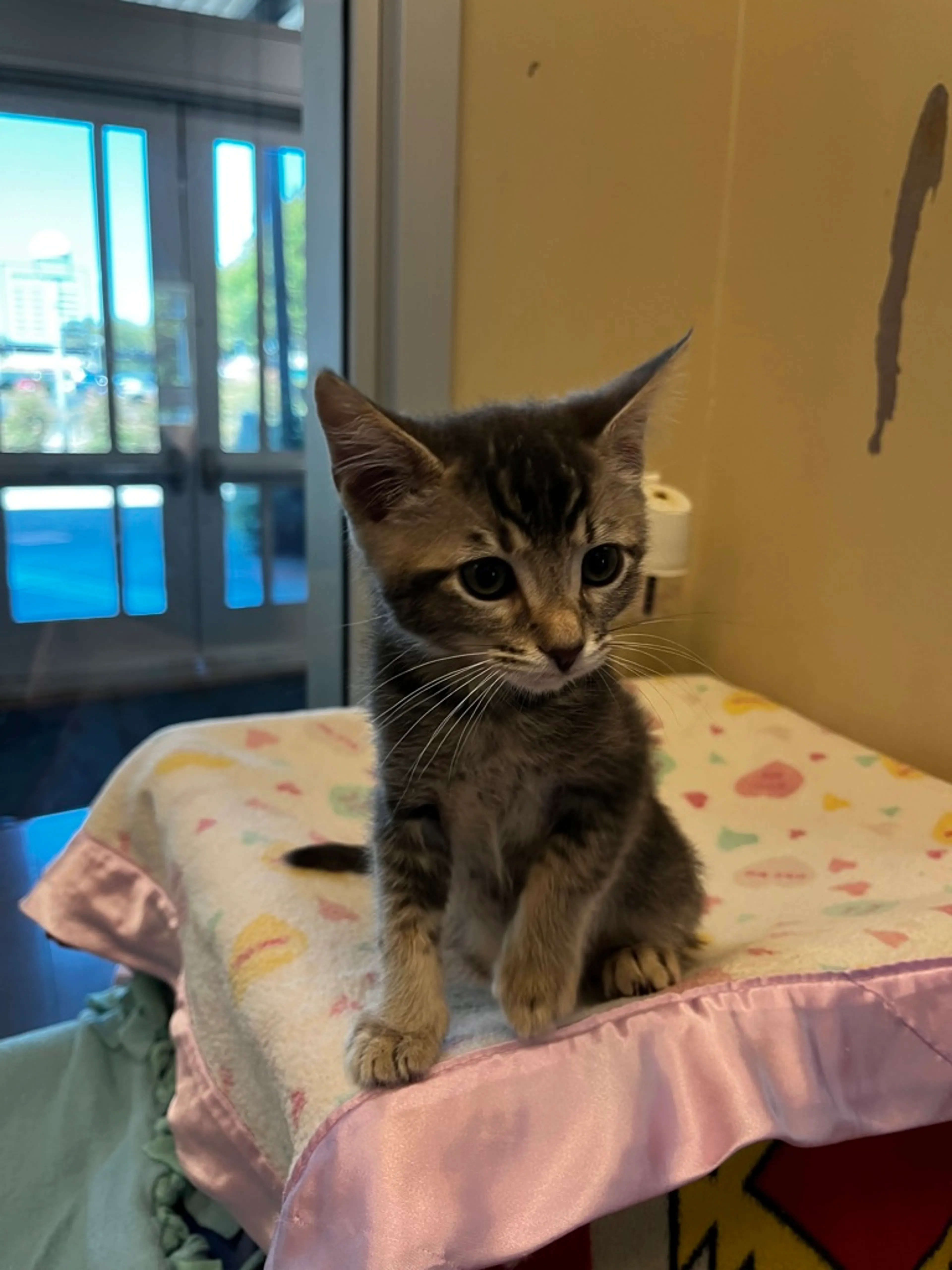 Found pet-1