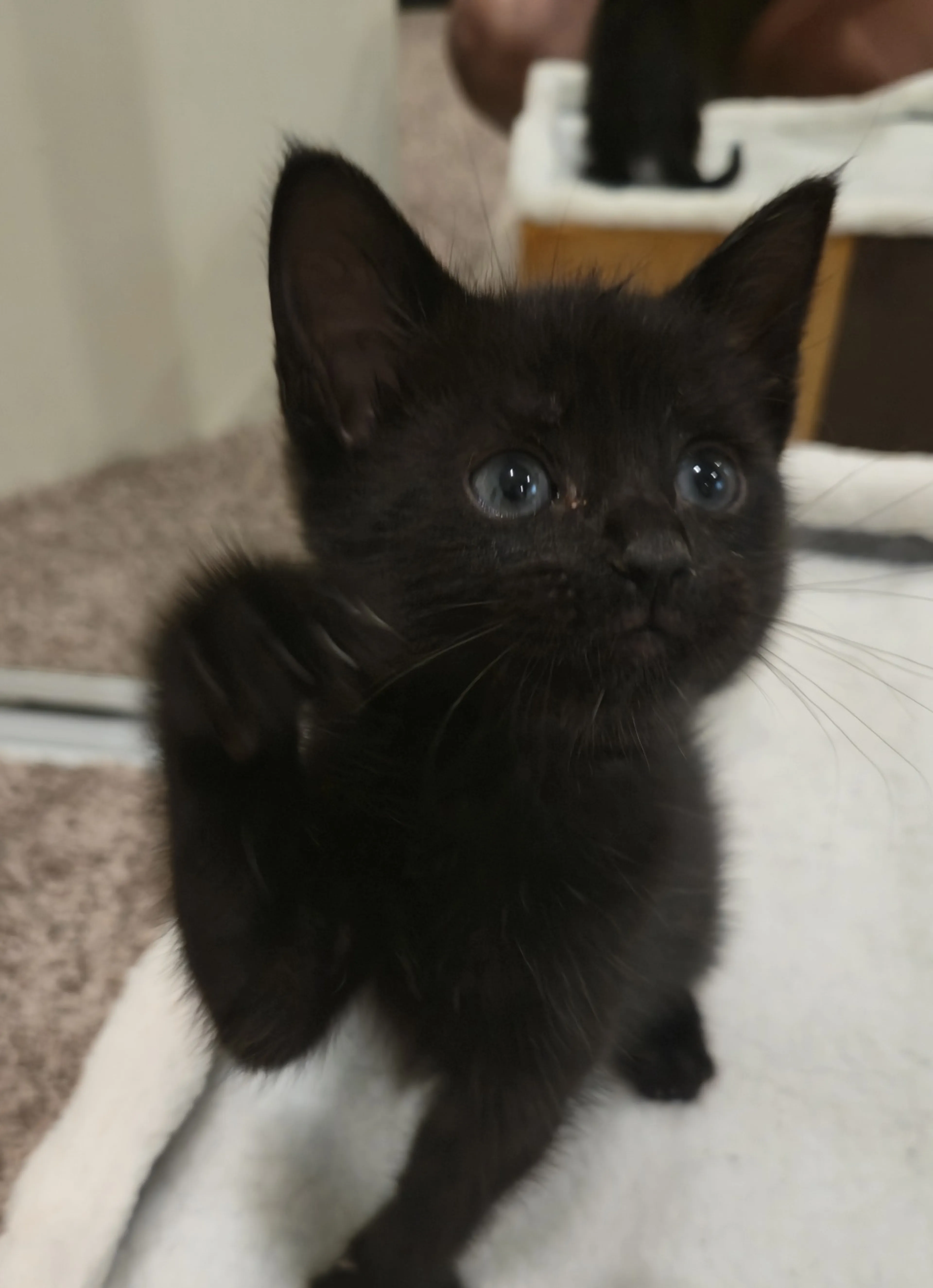 Found pet-0