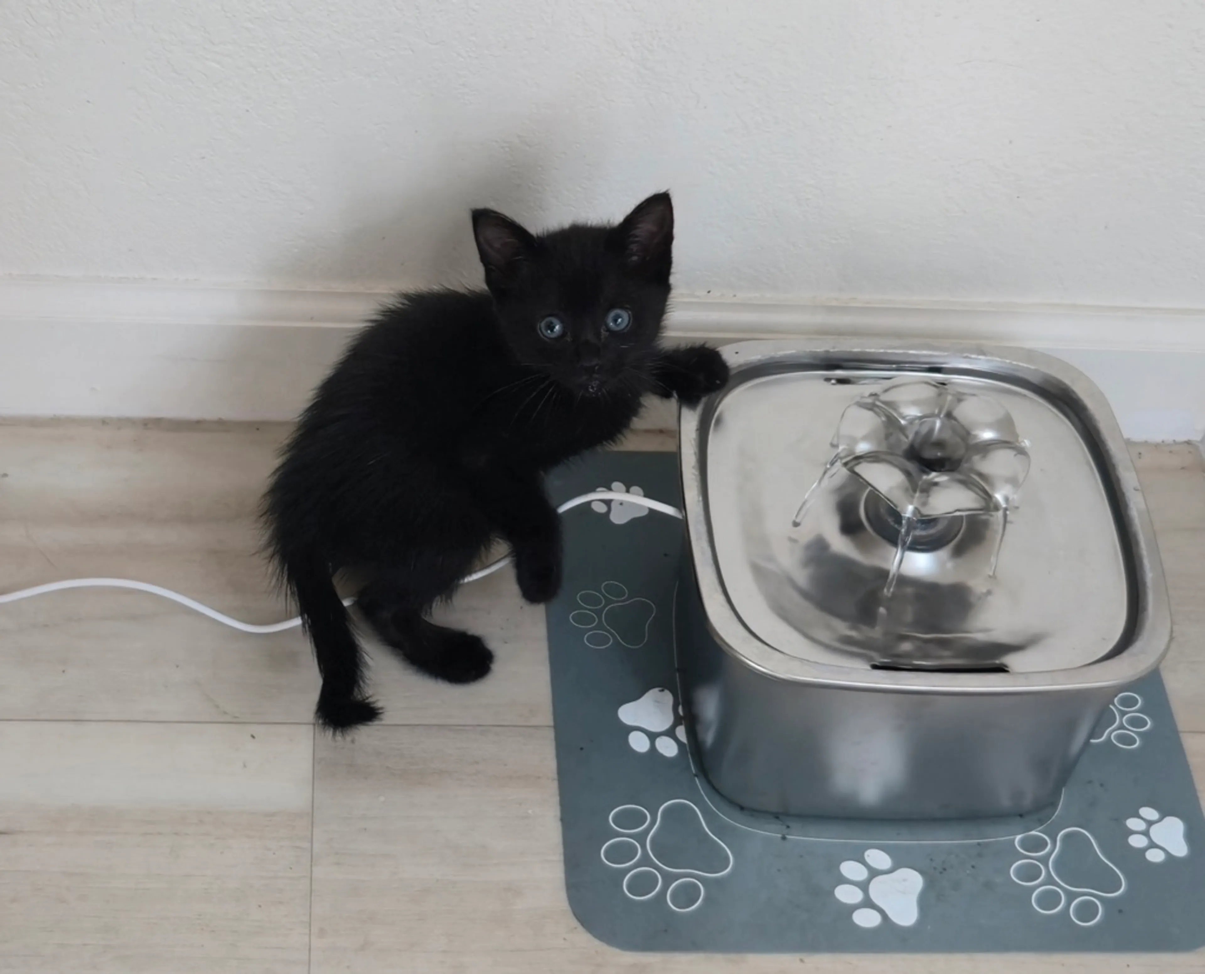Found pet-2
